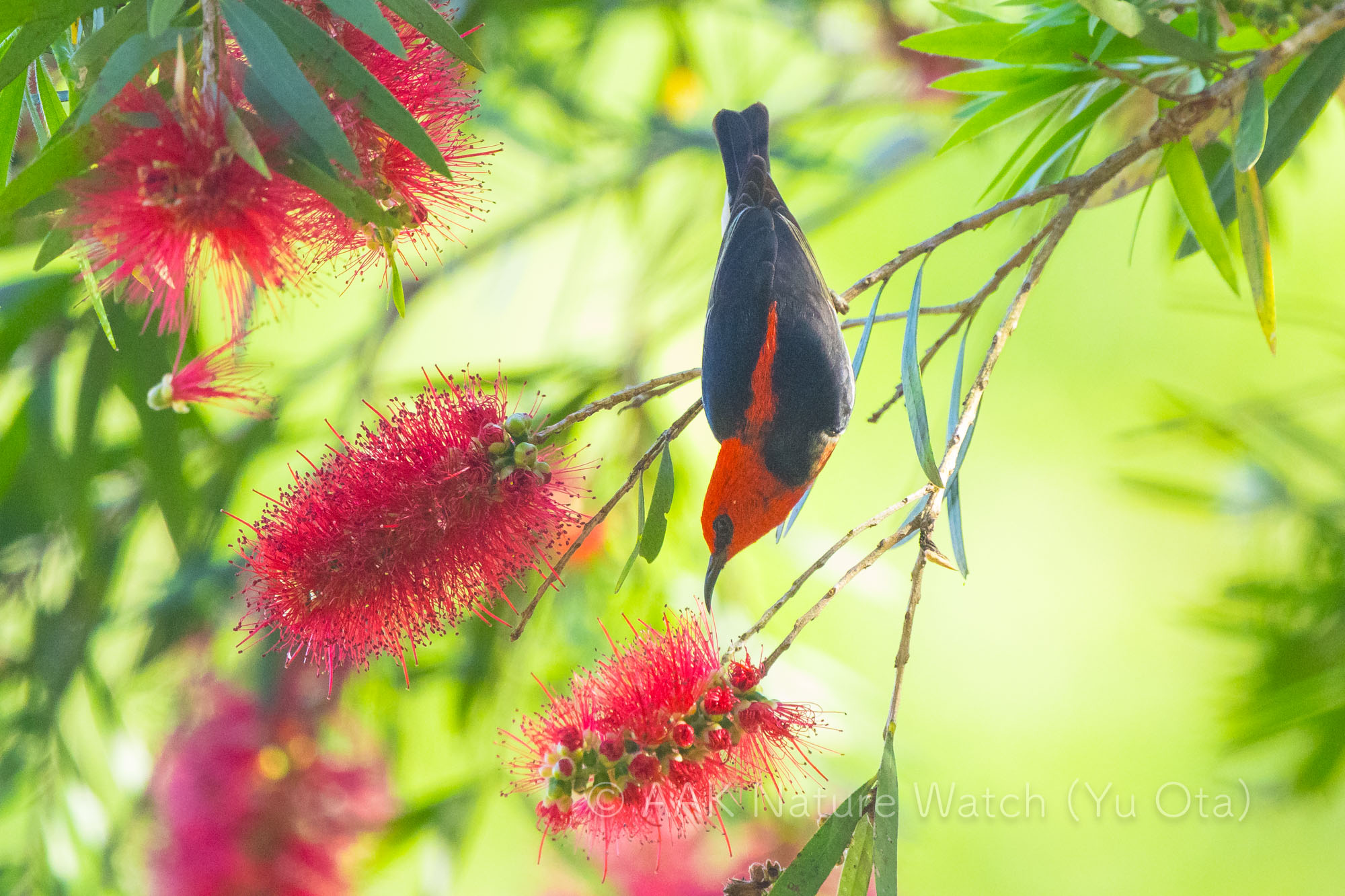 クレナイミツスイ