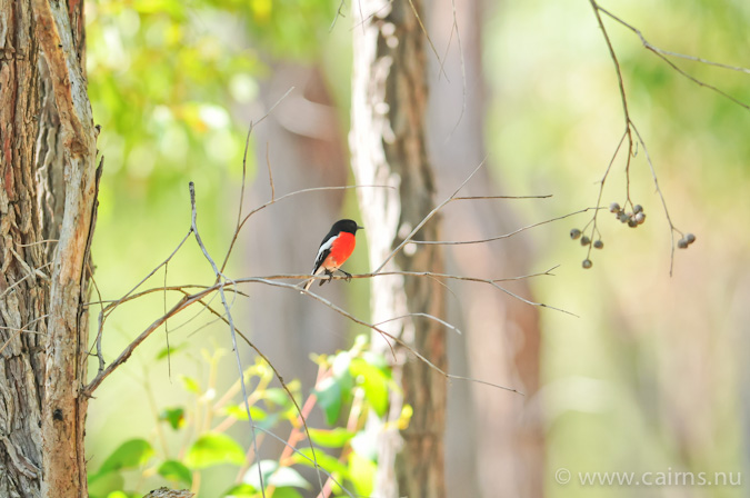 サンショクヒタキのオーストラリア南西部亜種campbelli