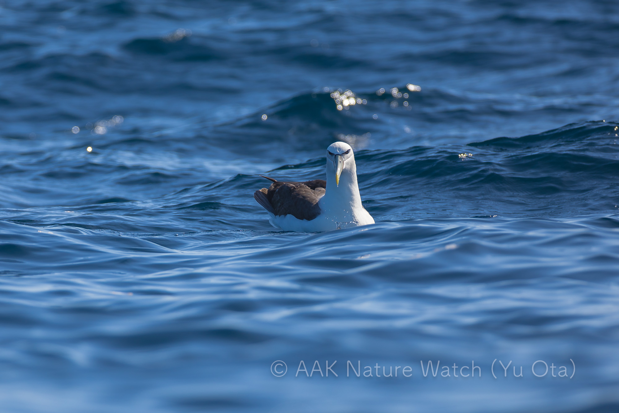 ハジロアホウドリ