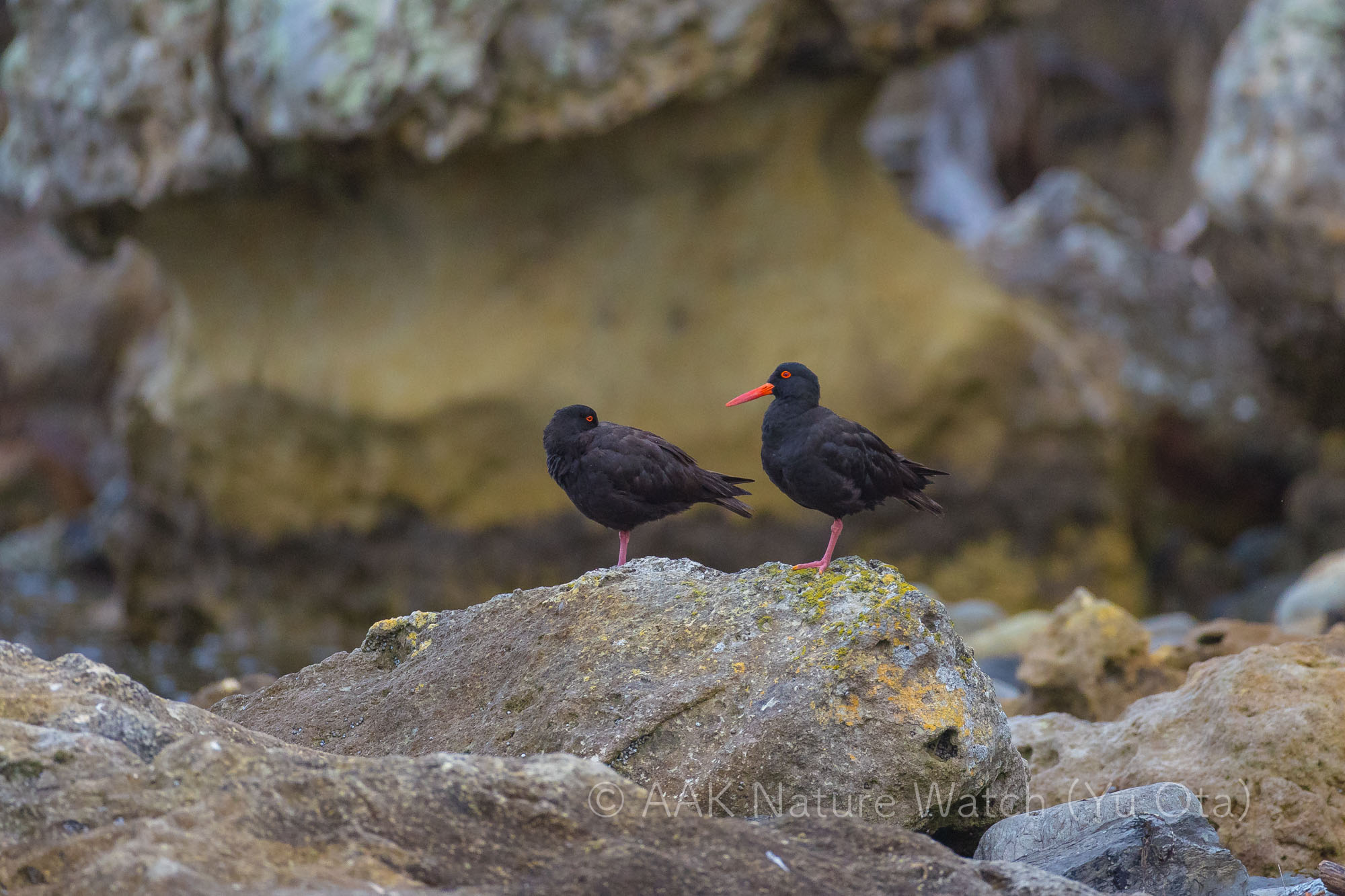 オーストラリアクロミヤコドリ