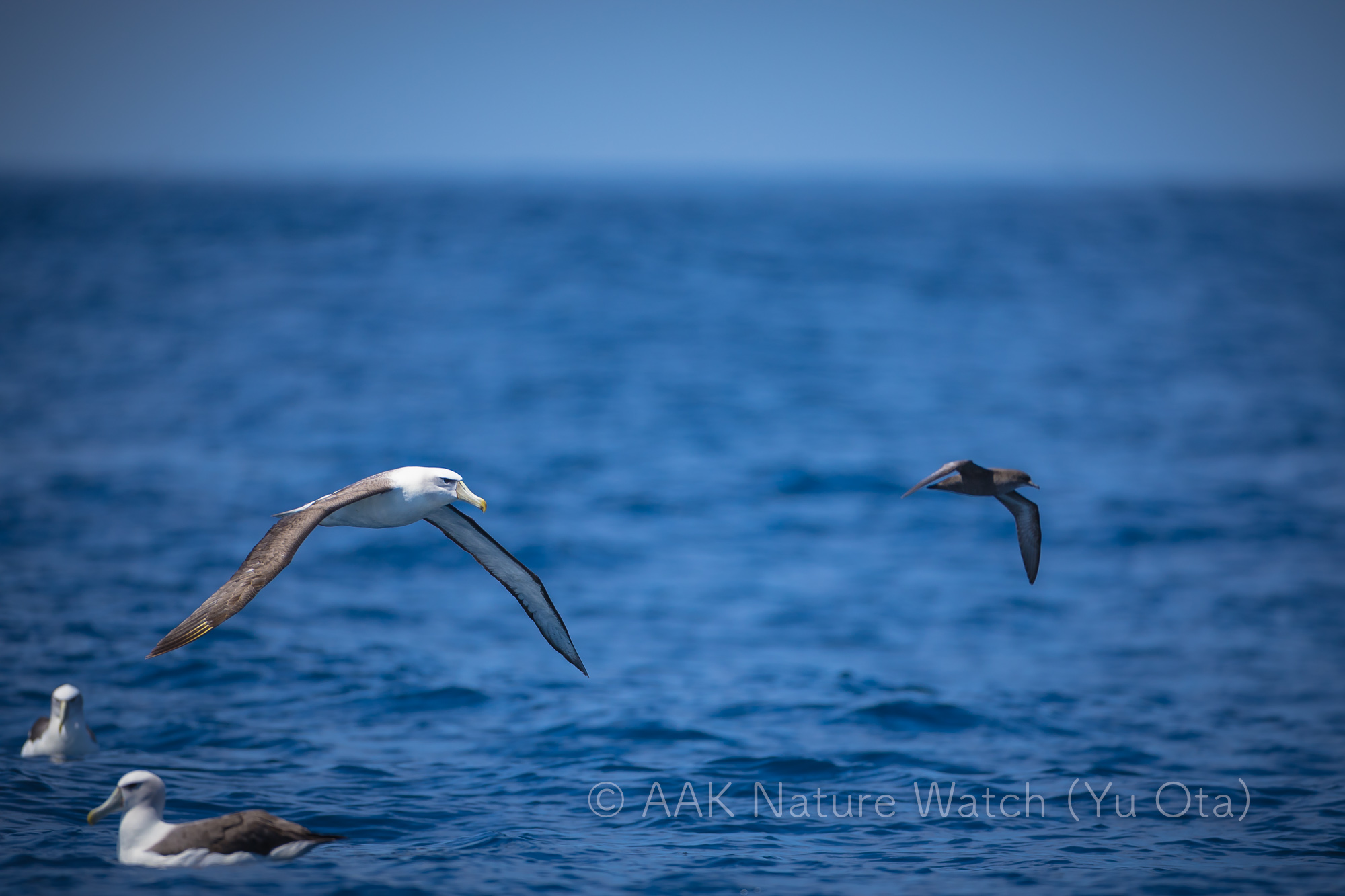 ハイイロミズナギドリ