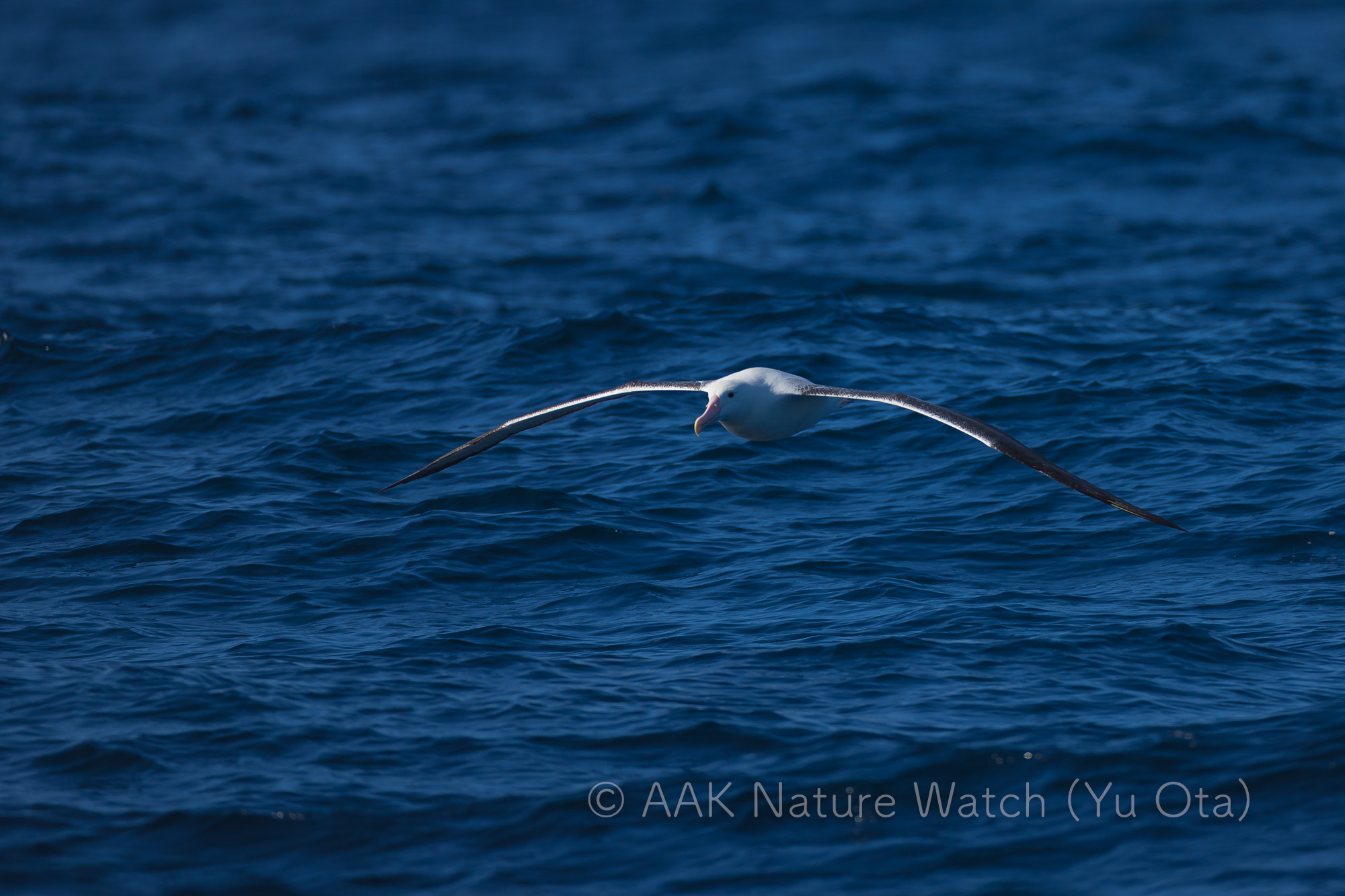 ミナミシロアホウドリ