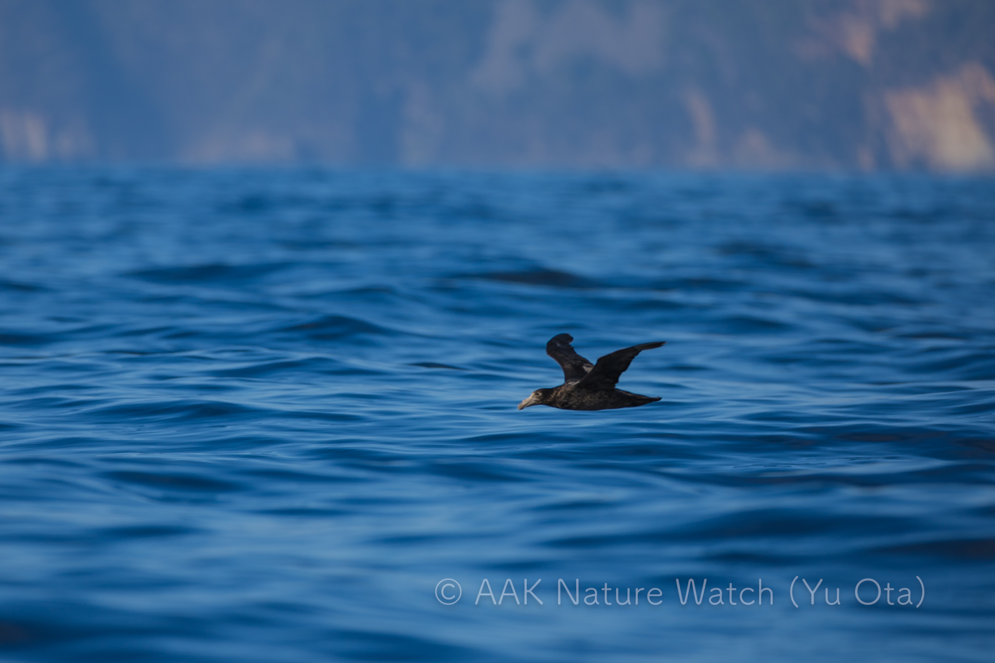 オオフルマカモメ
