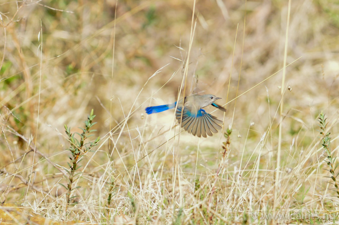 ムラサキオーストラリアムシクイのオーストラリア西部亜種splendens