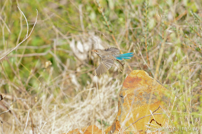 ムラサキオーストラリアムシクイのオーストラリア西部亜種splendens