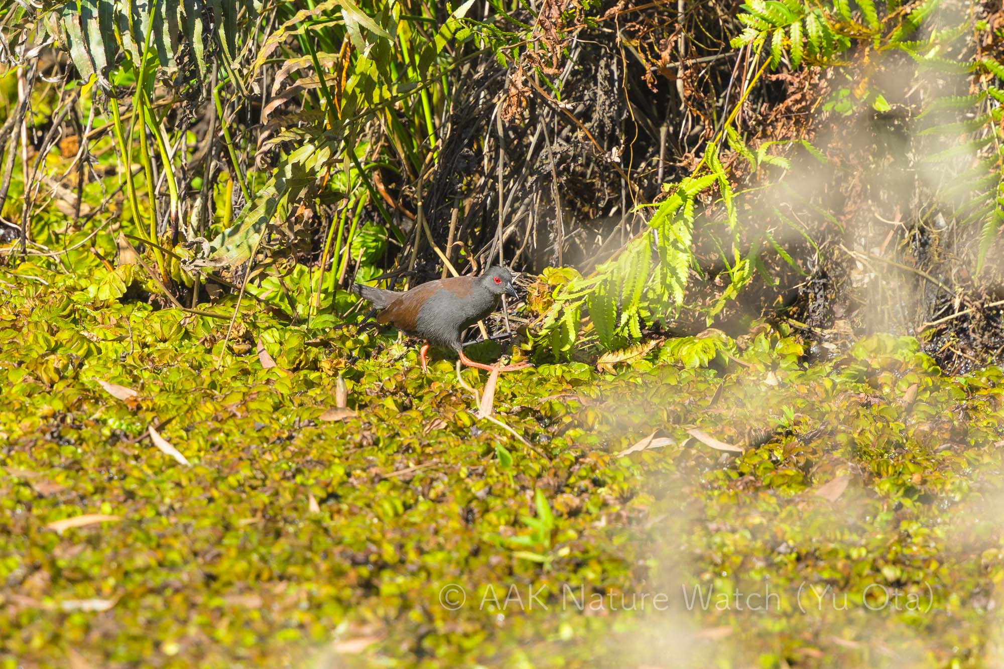 ミナミクロクイナ