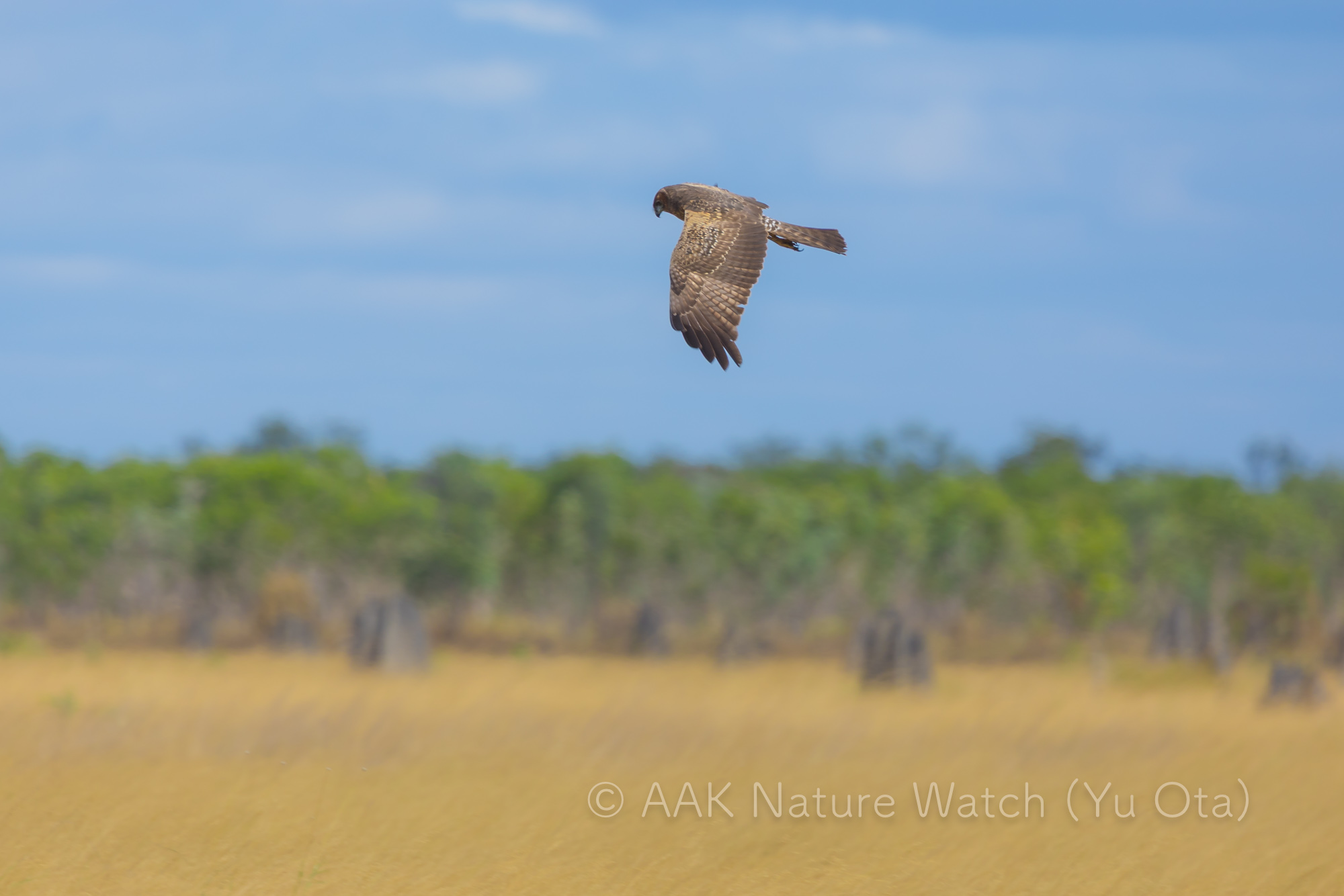 ウスユキチュウヒメス
