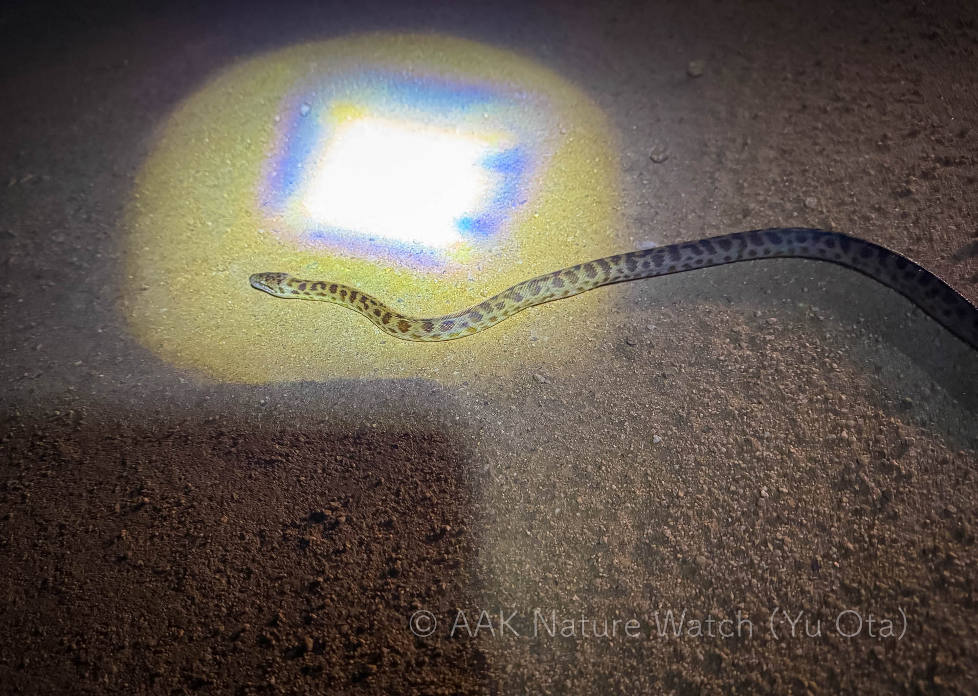 スポテッドパイソン