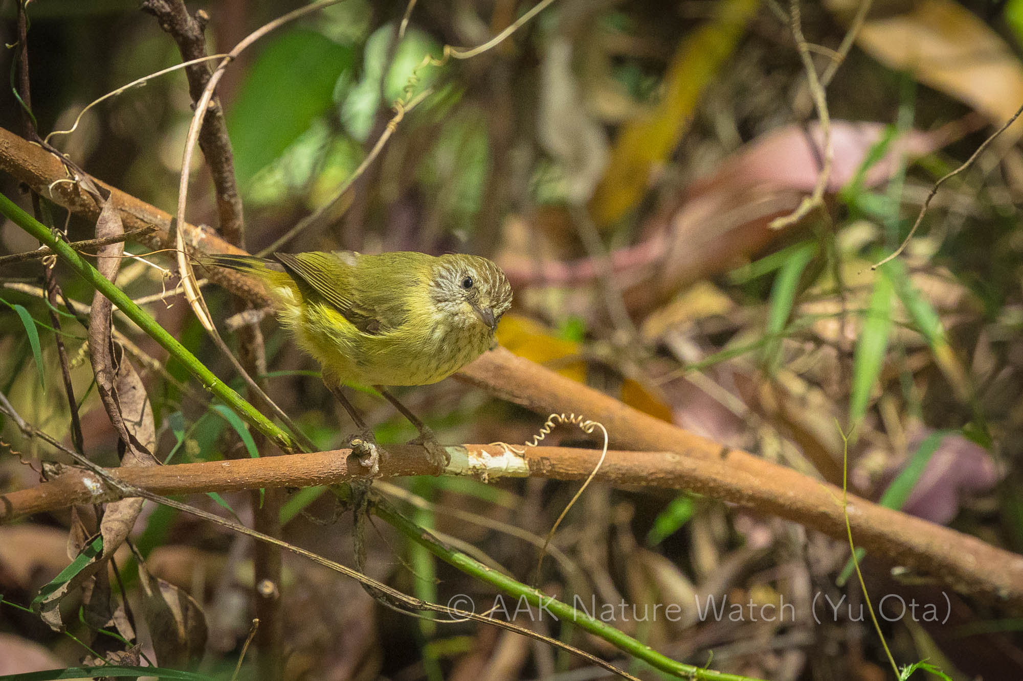 ムナフトゲハシムシクイ