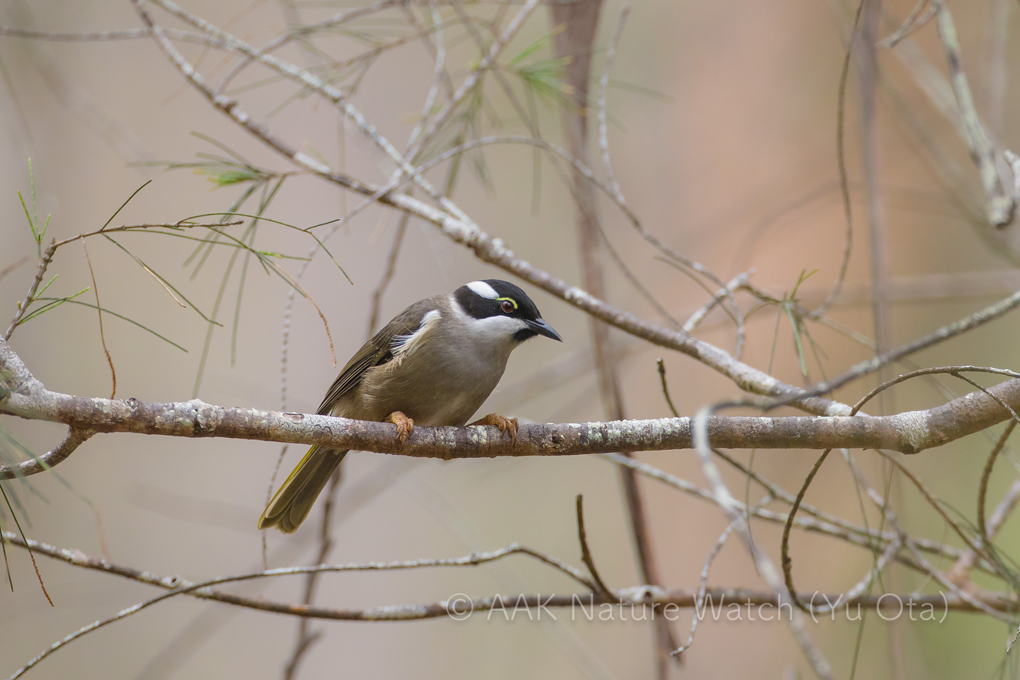 オリーブハチマキミツスイ