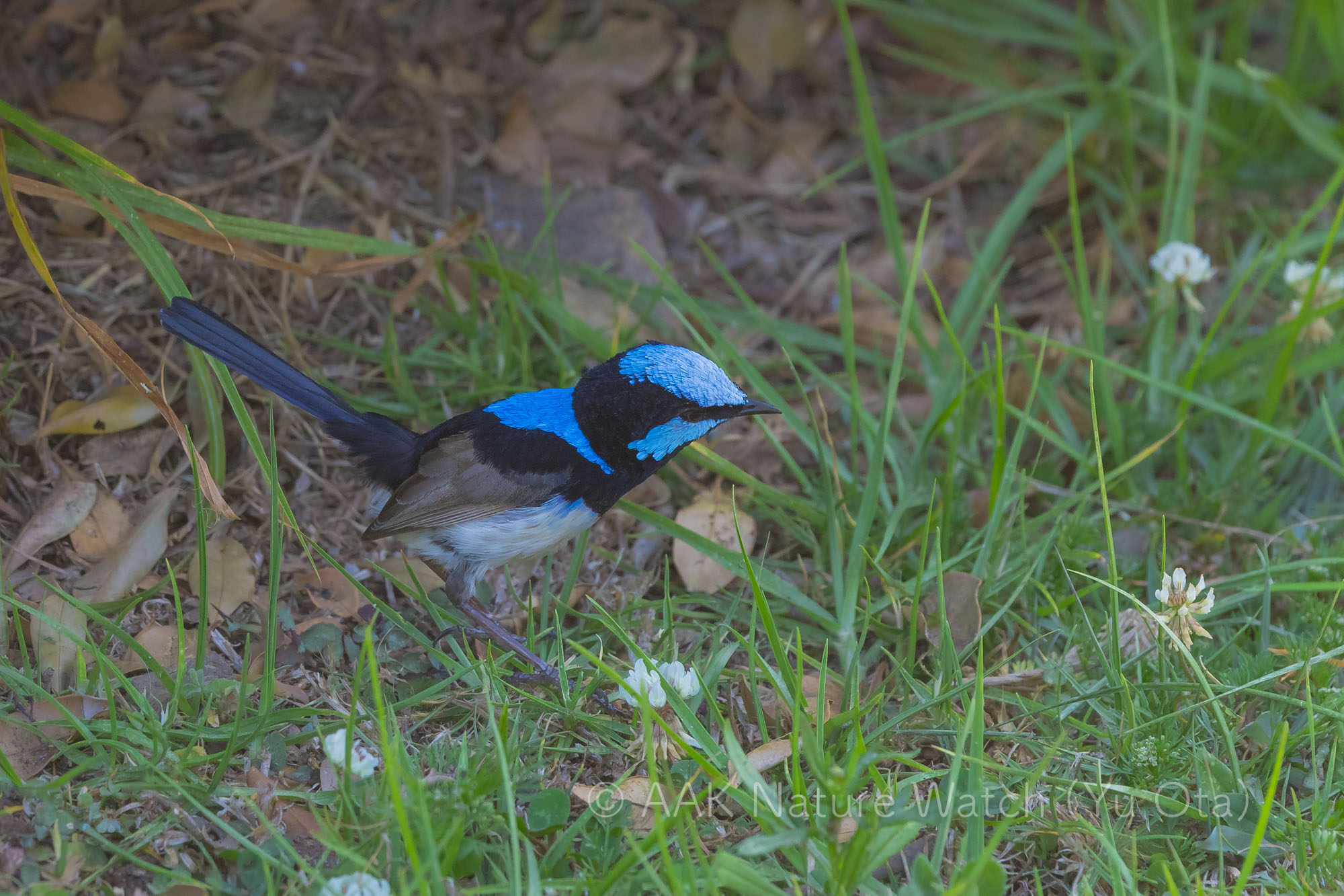 ルリオーストラリアムシクイ