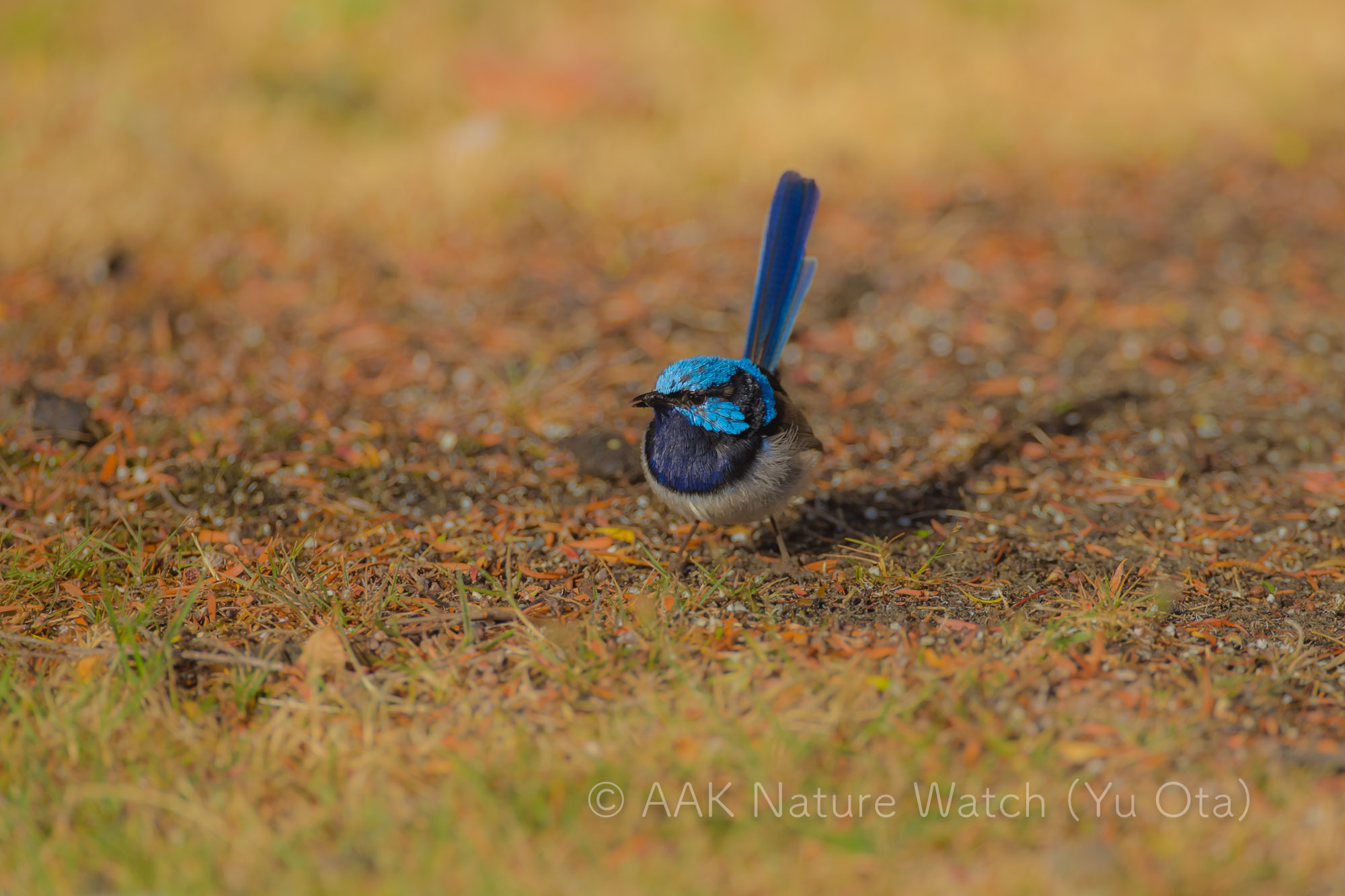 ルリオーストラリアムシクイ