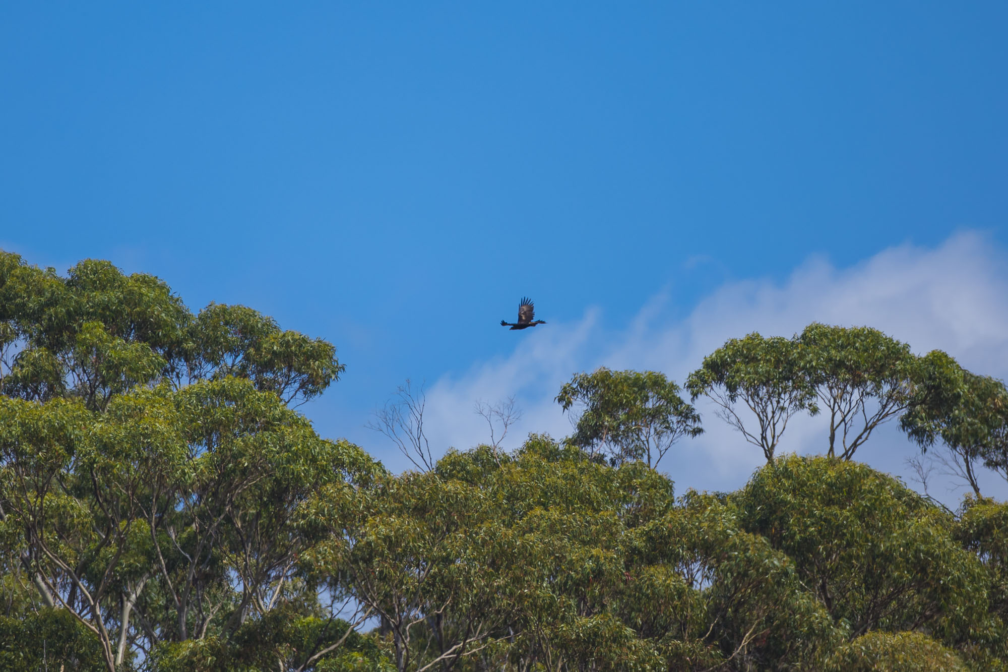 タスマニアオナガイヌワシ