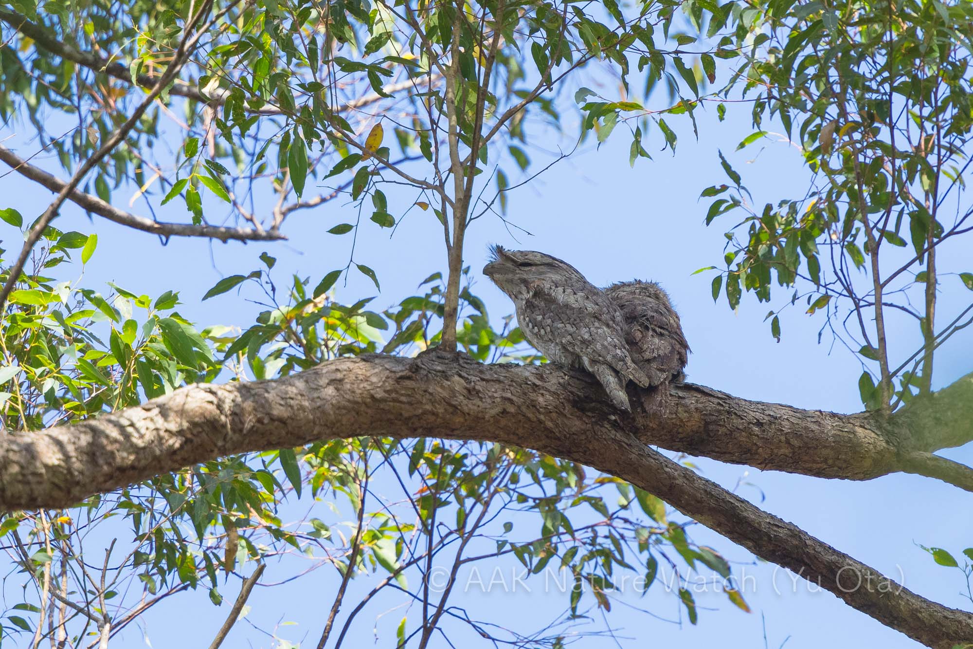 オーストラリアガマグチヨタカ