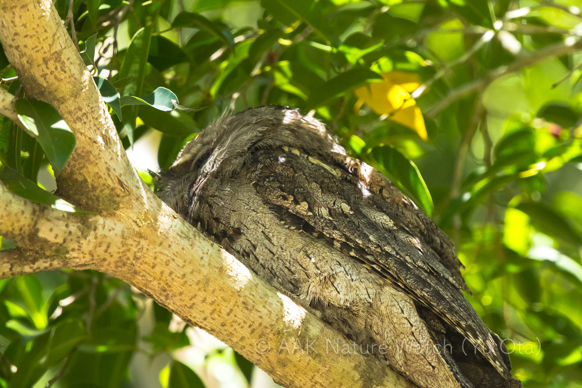 オーストラリアガマグチヨタカ