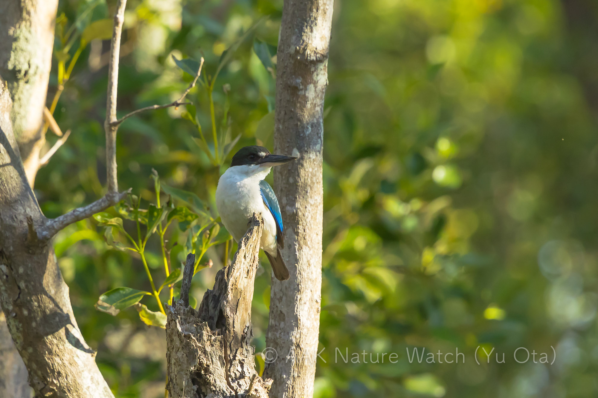 トレスショウビン