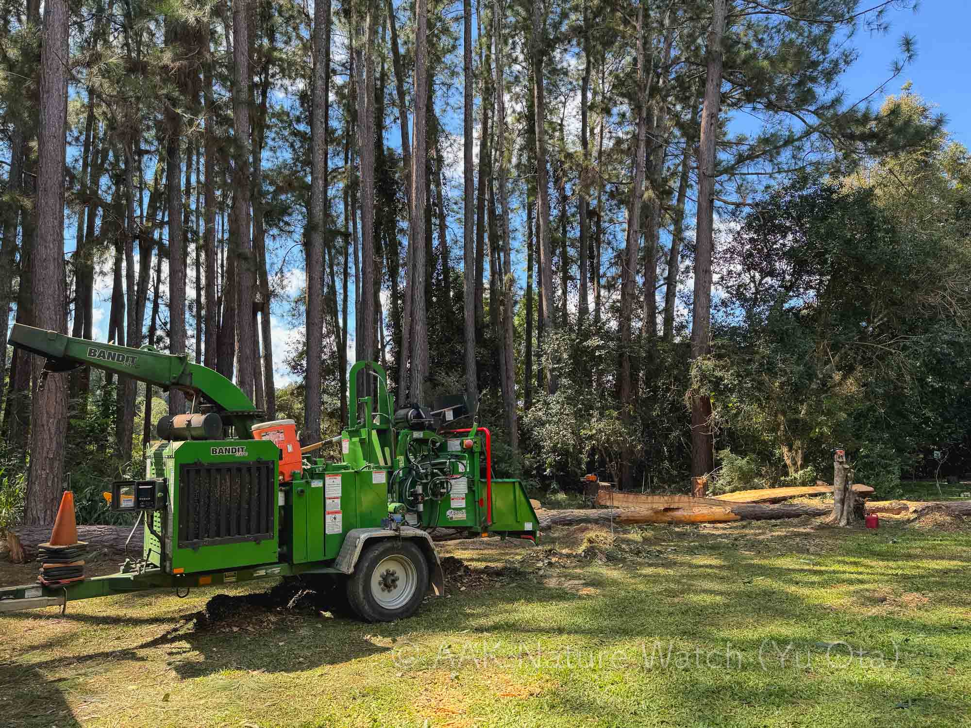 自宅敷地の松林の伐採を開始