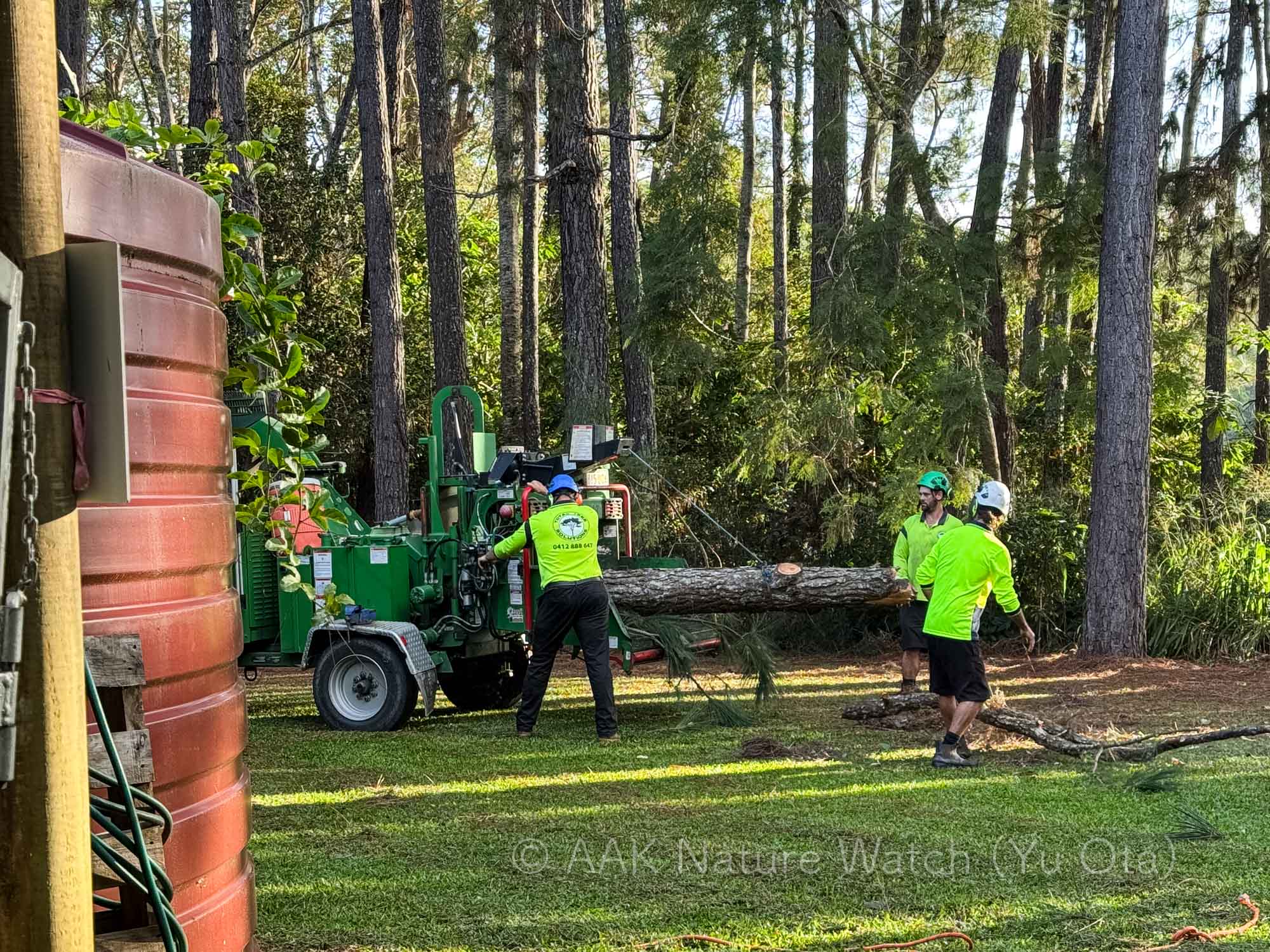 自宅敷地の松林の伐採を開始