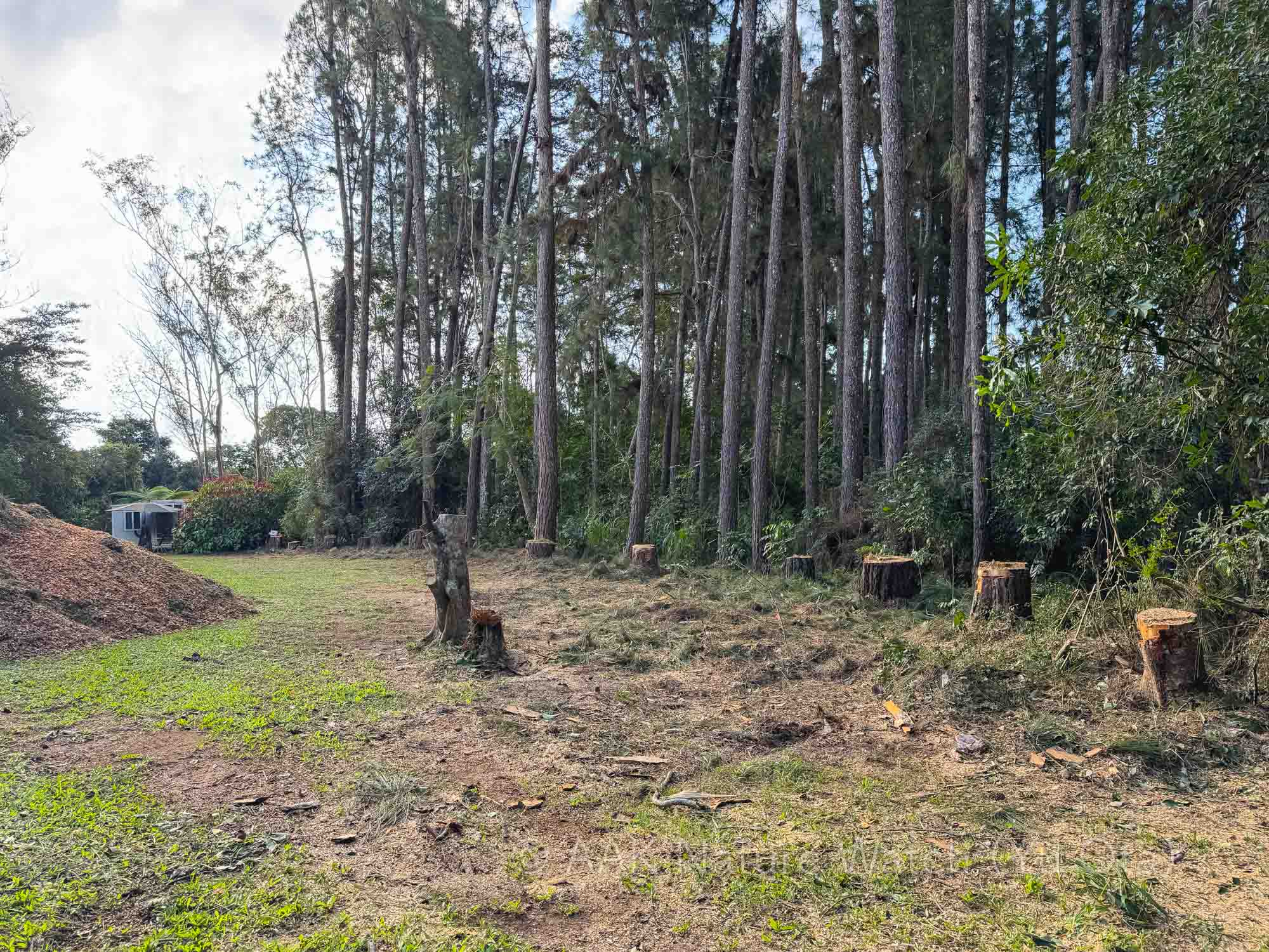 自宅敷地の松林の伐採を開始