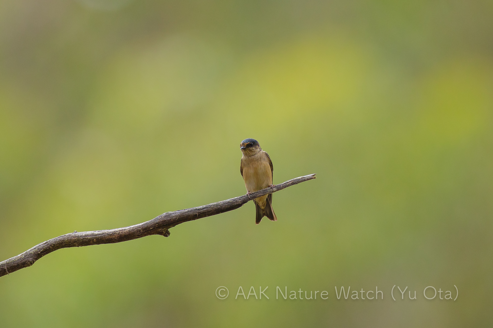 キビタイツバメ