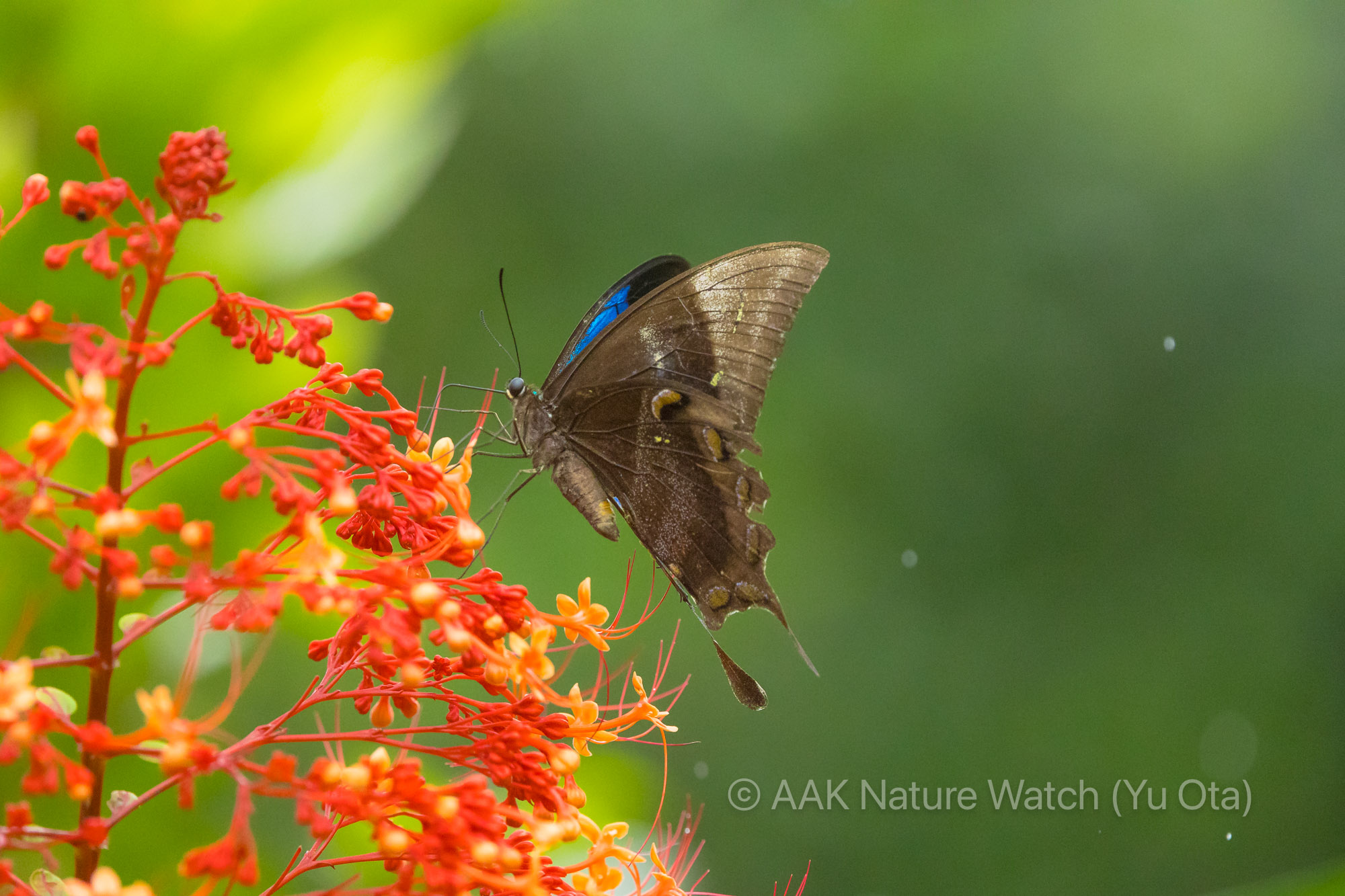 ユリシスことオオルリアゲハ