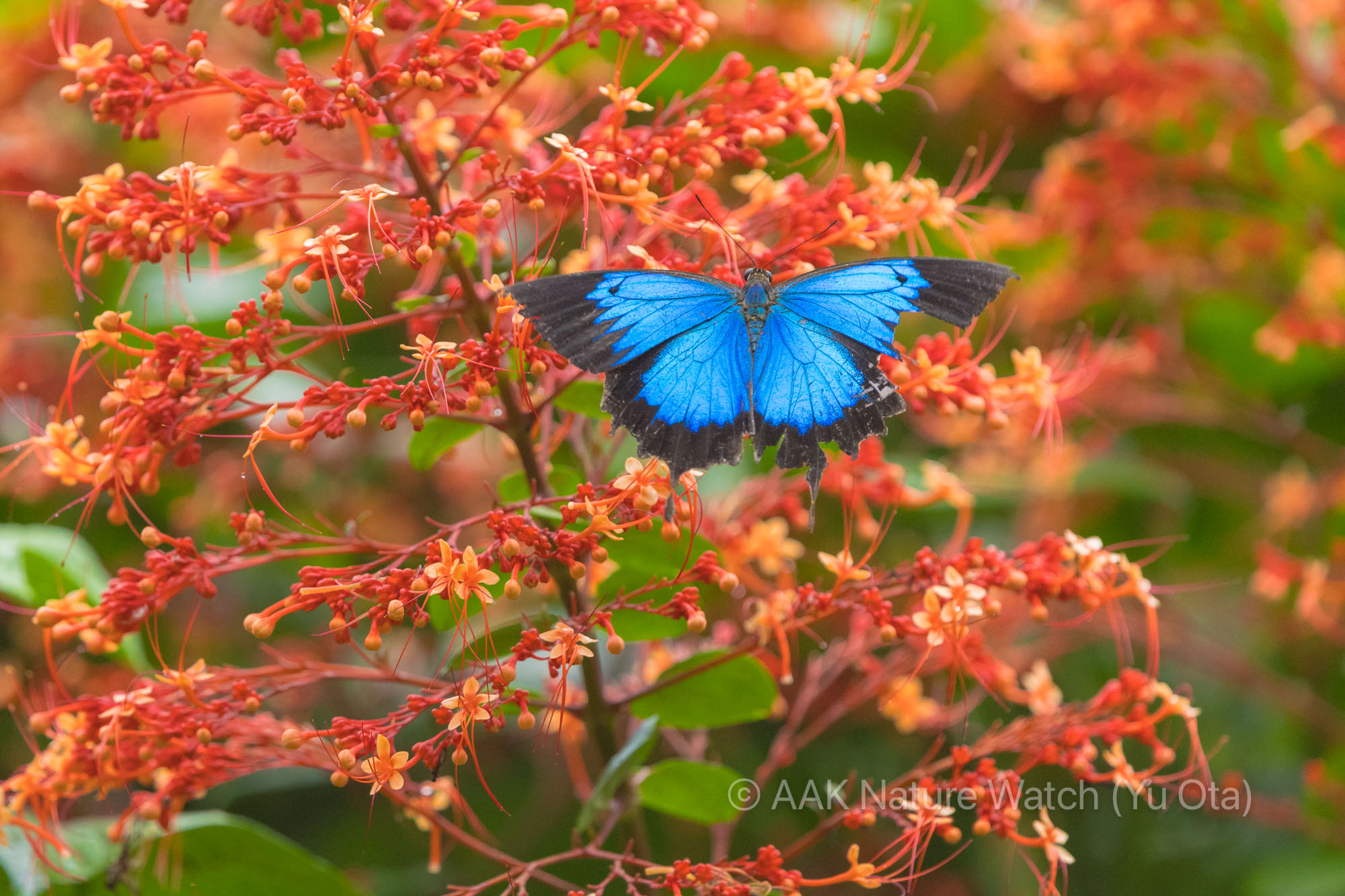 ユリシスことオオルリアゲハ