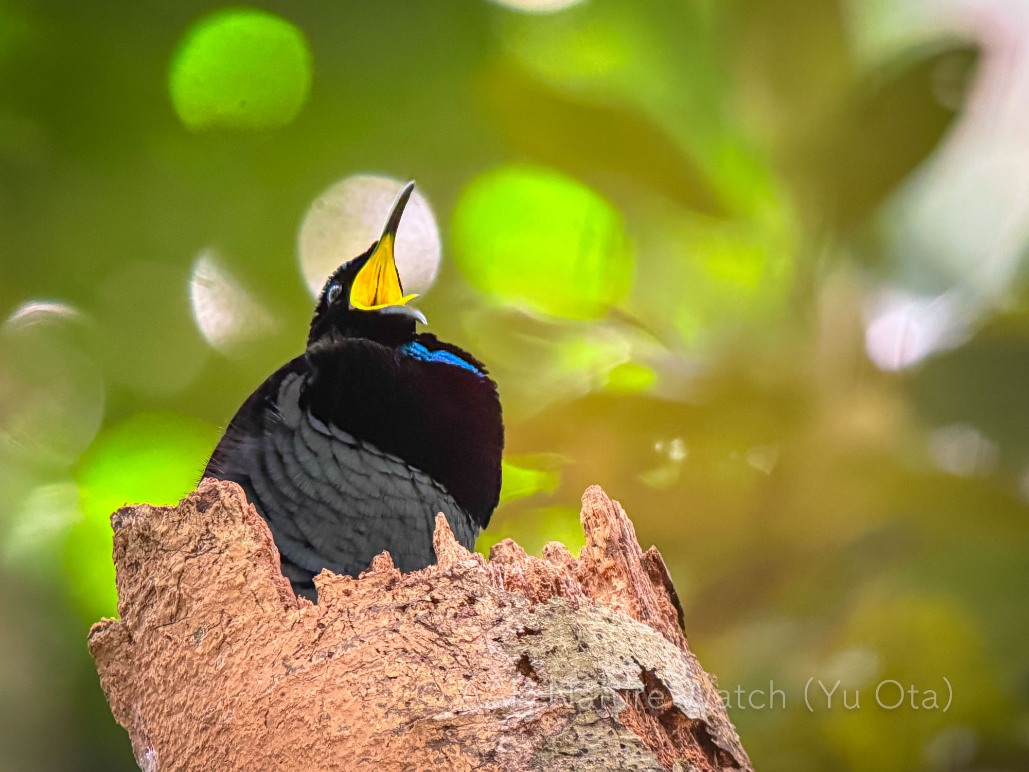 2025年コウロコフウチョウの求愛