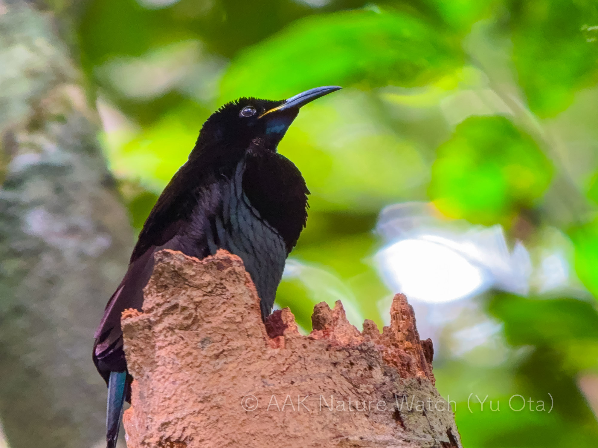 2025年コウロコフウチョウの求愛