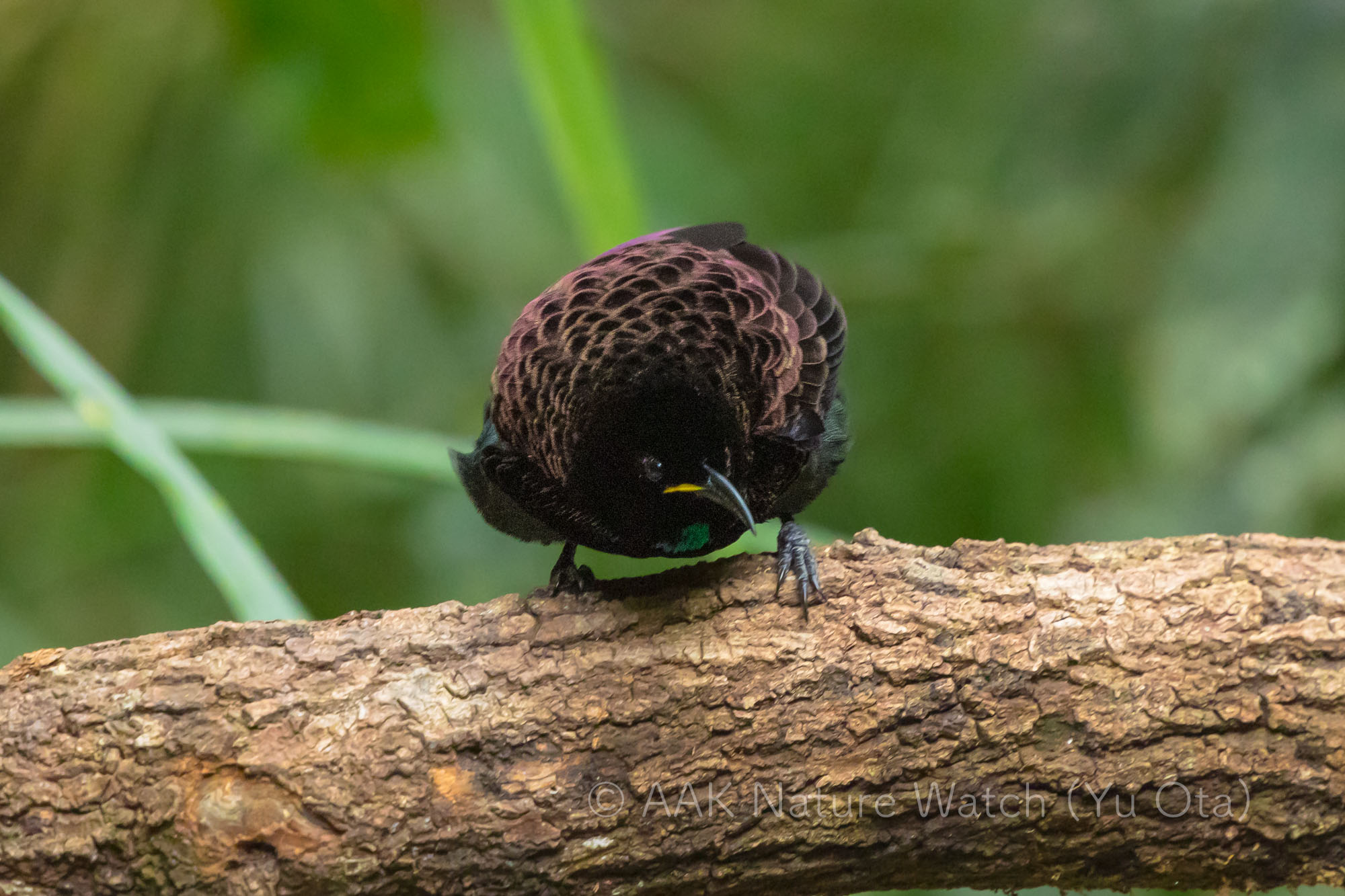 コウロコフウチョウ
