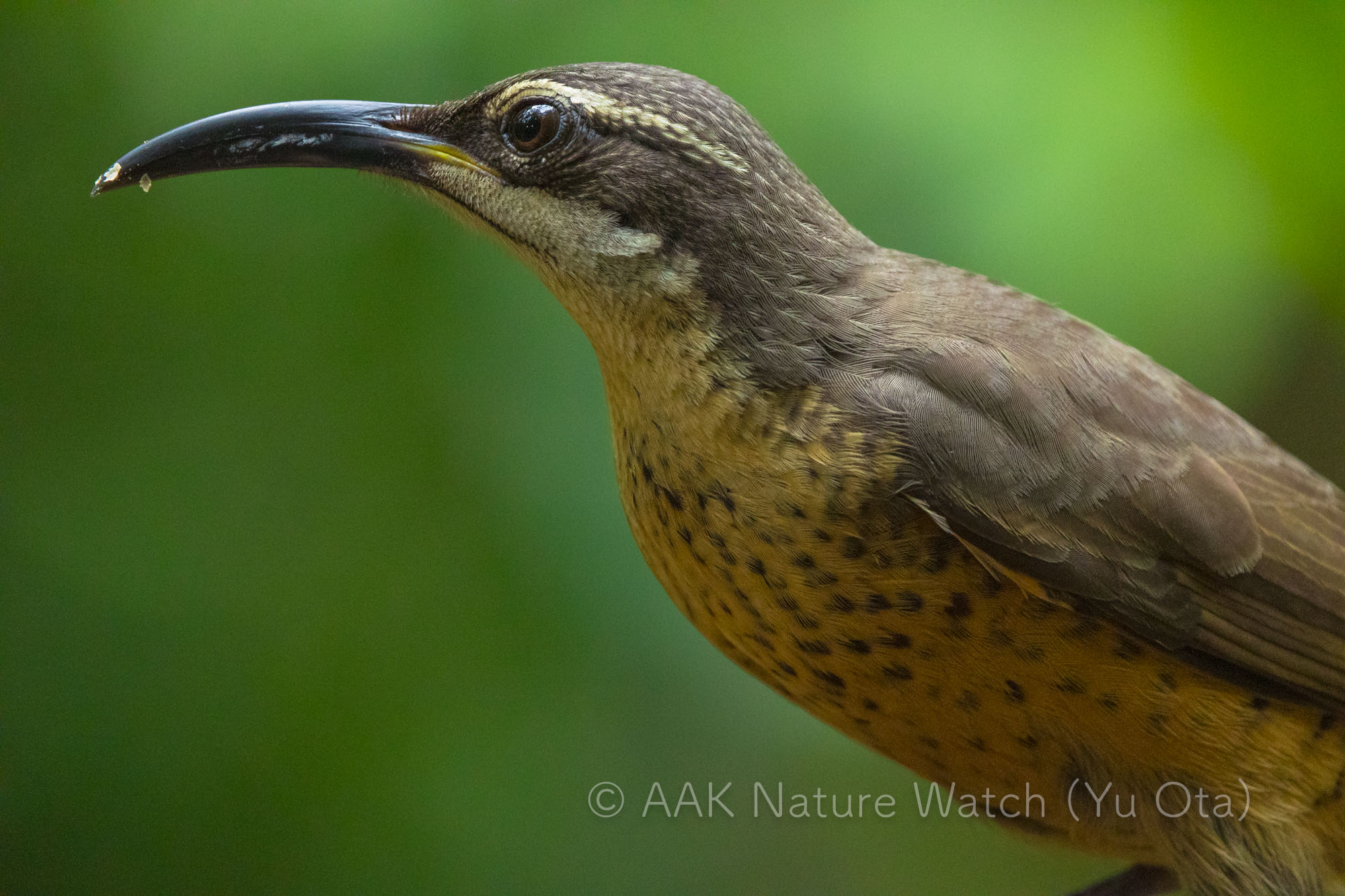コウロコフウチョウ