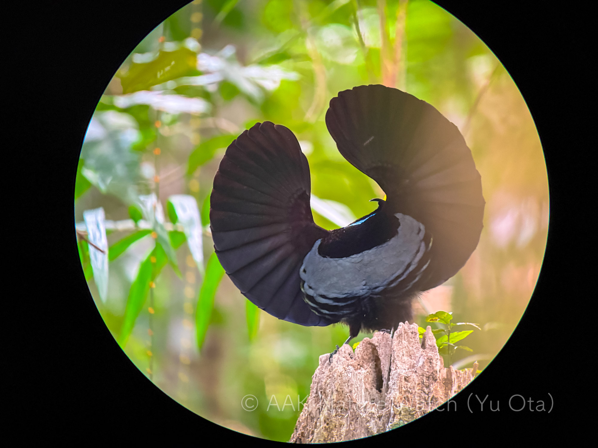 コウロコフウチョウ