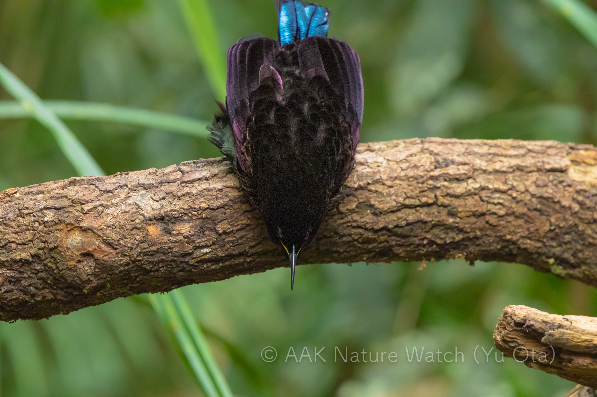 コウロコフウチョウ