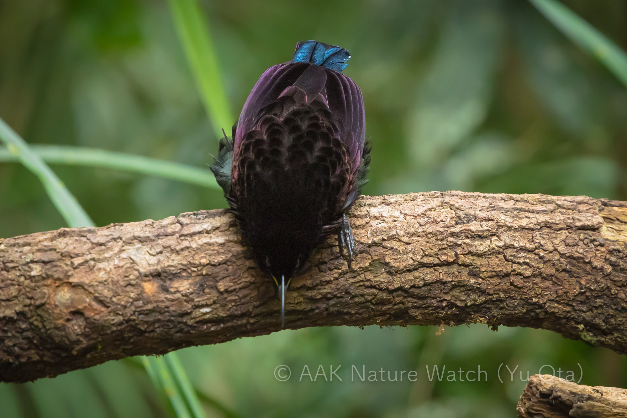 コウロコフウチョウ