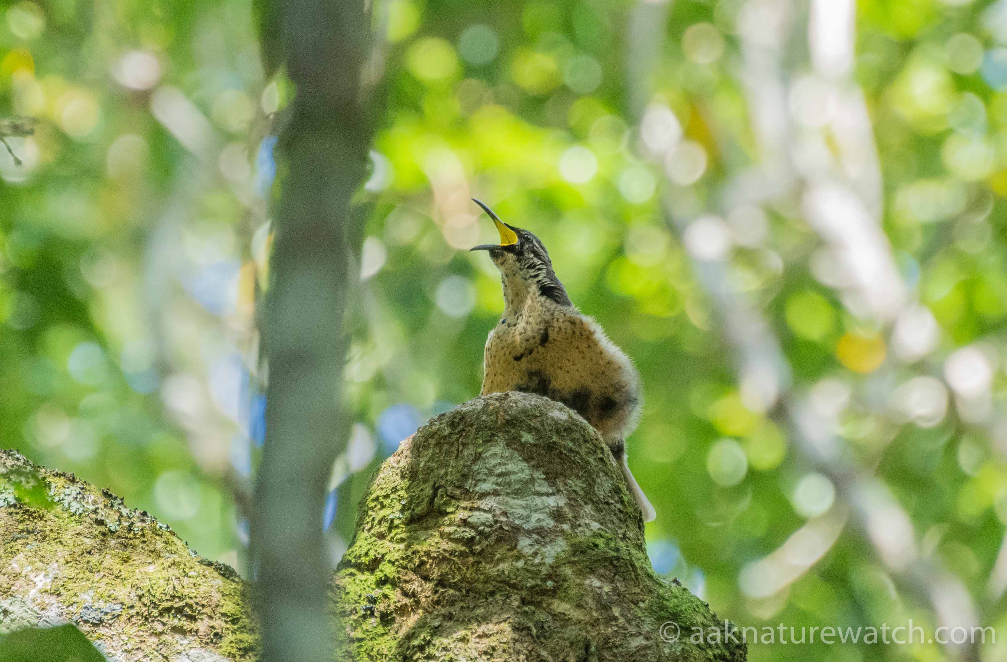 八咫烏の雛　緑 ダンススクール：コウロコフウチョウの若いオス | 【公式