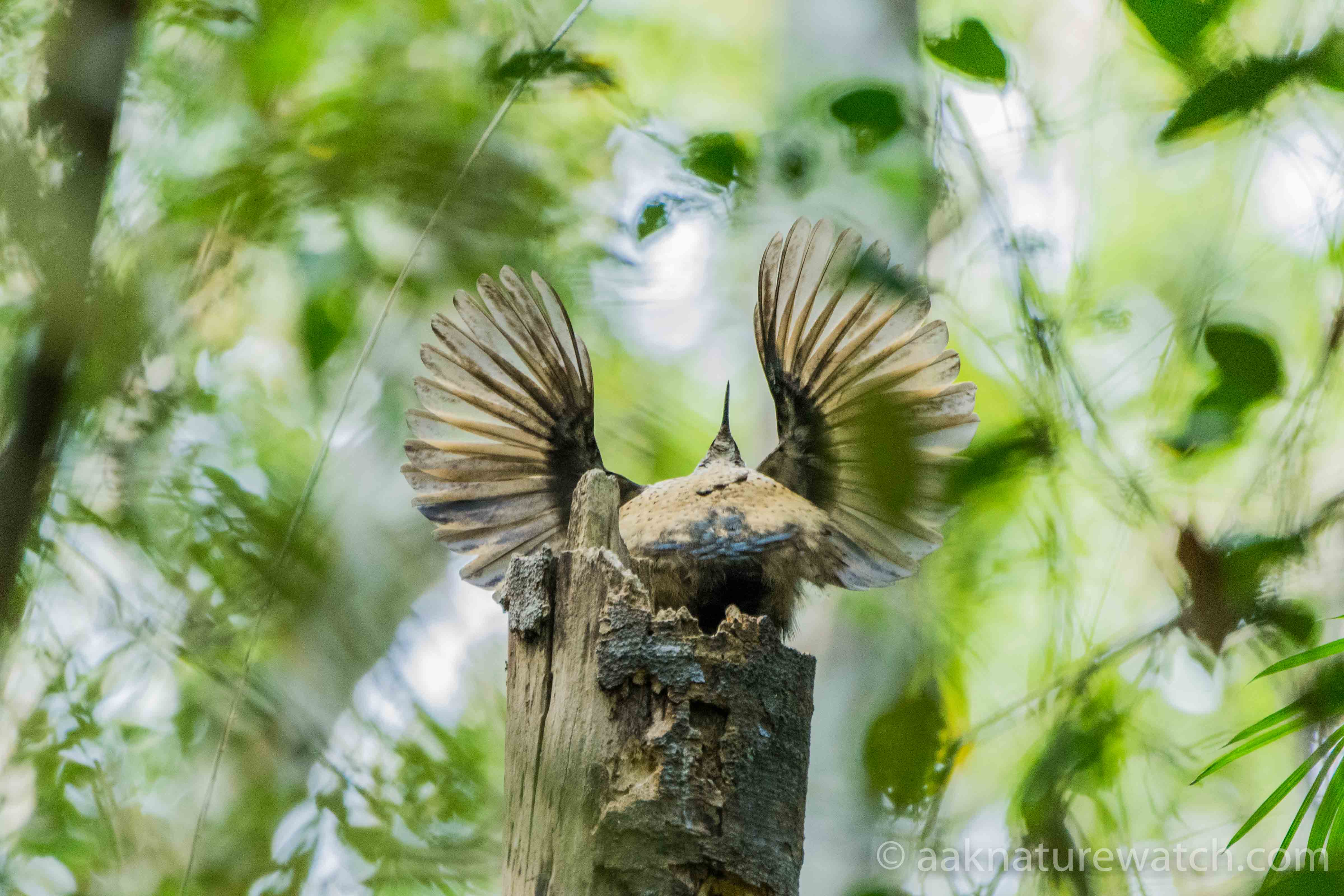 コウロコフウチョウの若いオス