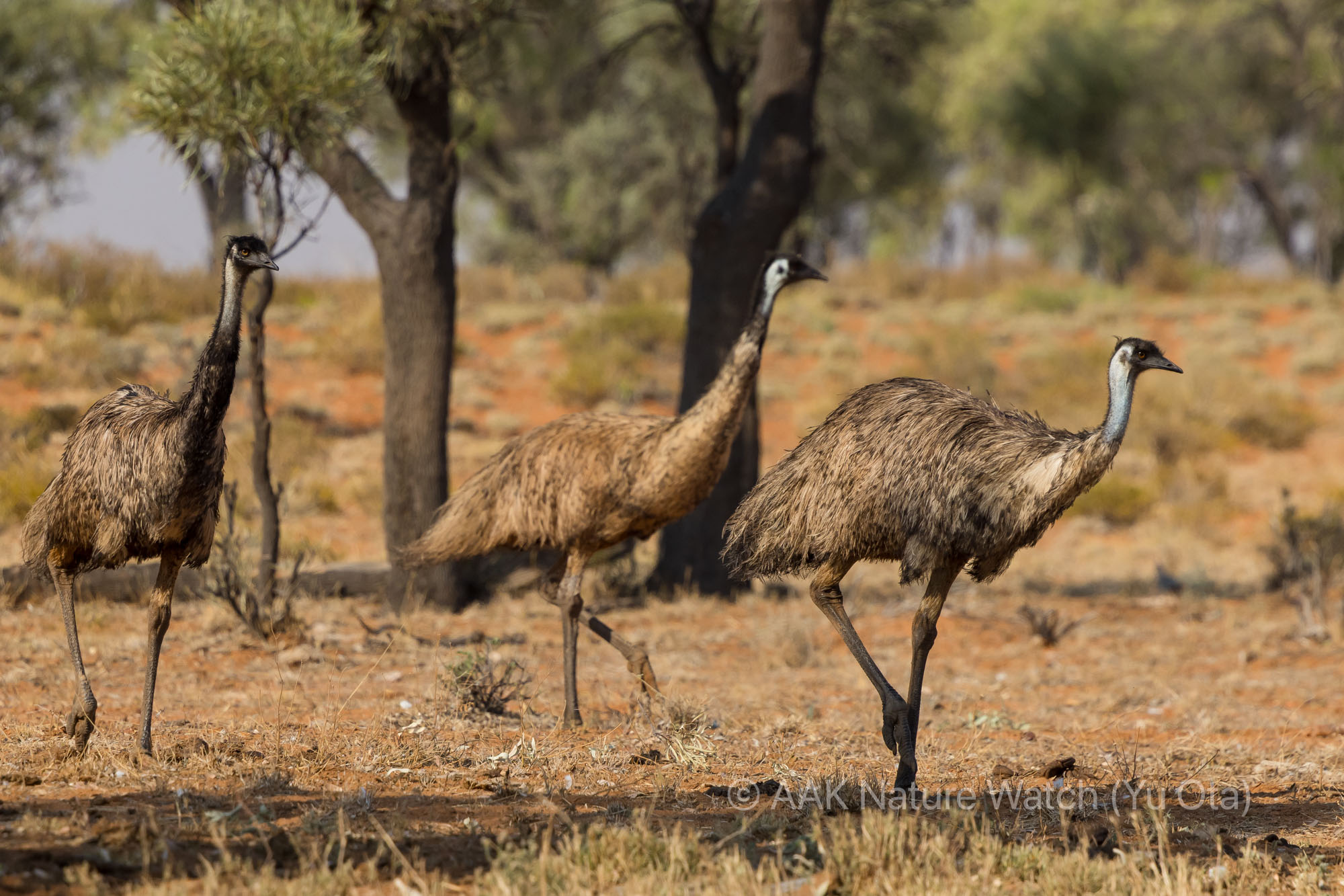 野生のエミュー