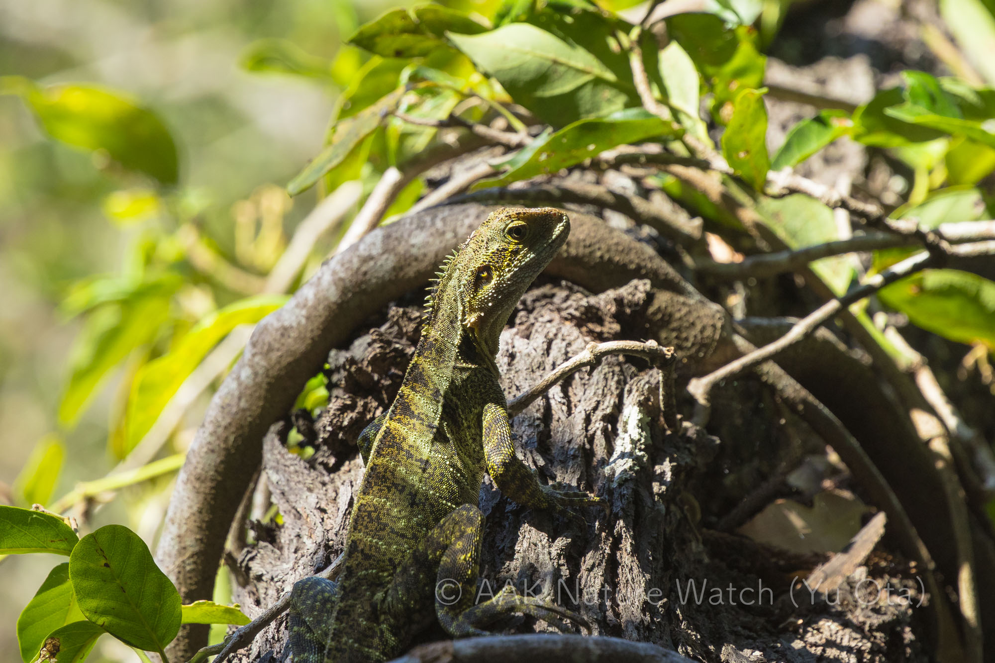 ウォータードラゴン