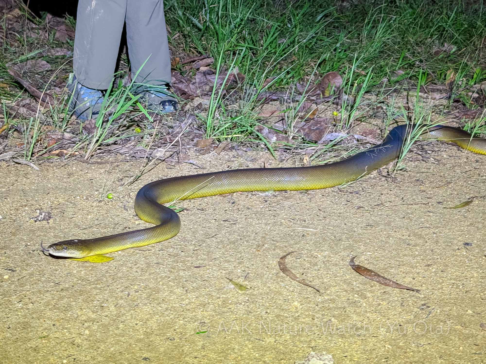 ウォーターパイソン