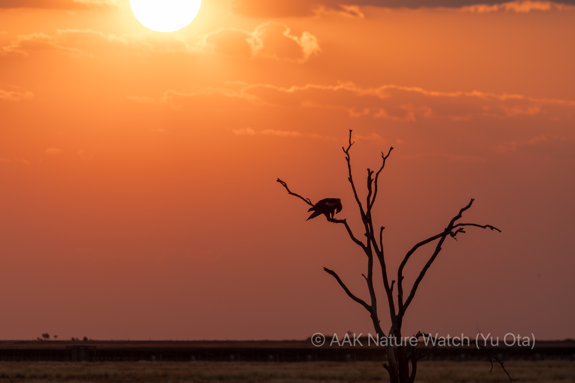 日没とオナガイヌワシ