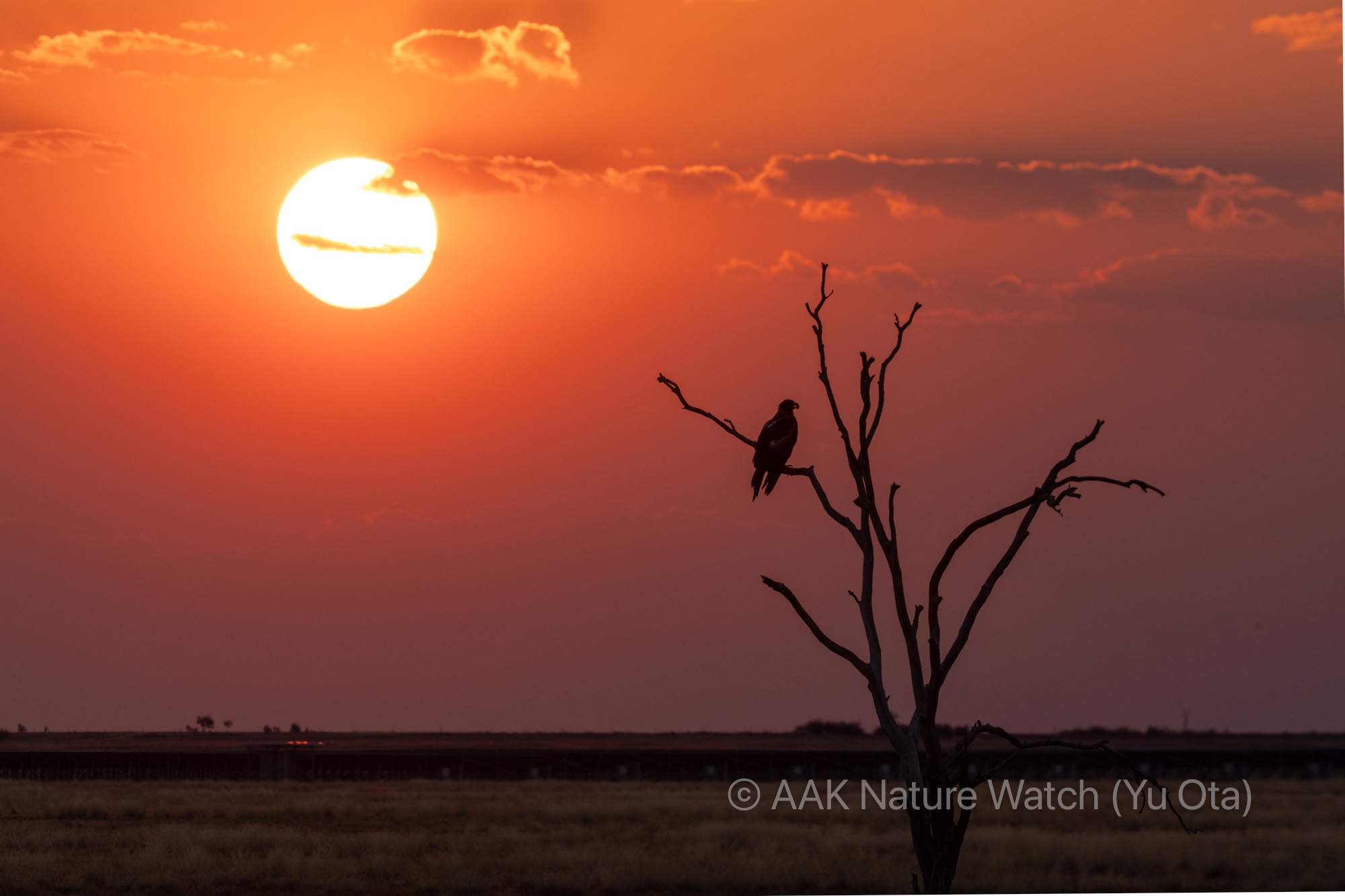日没とオナガイヌワシ