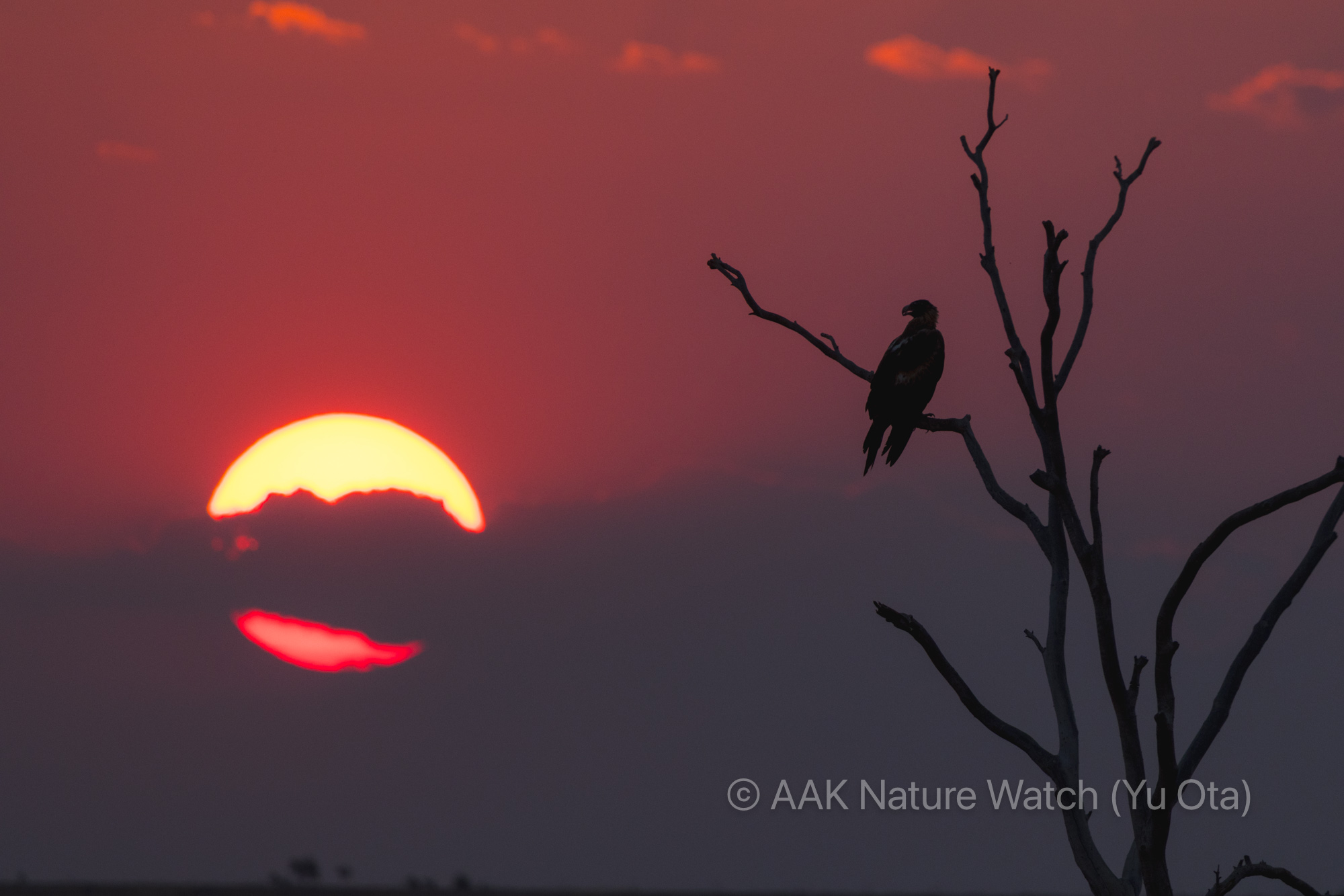 日没とオナガイヌワシ