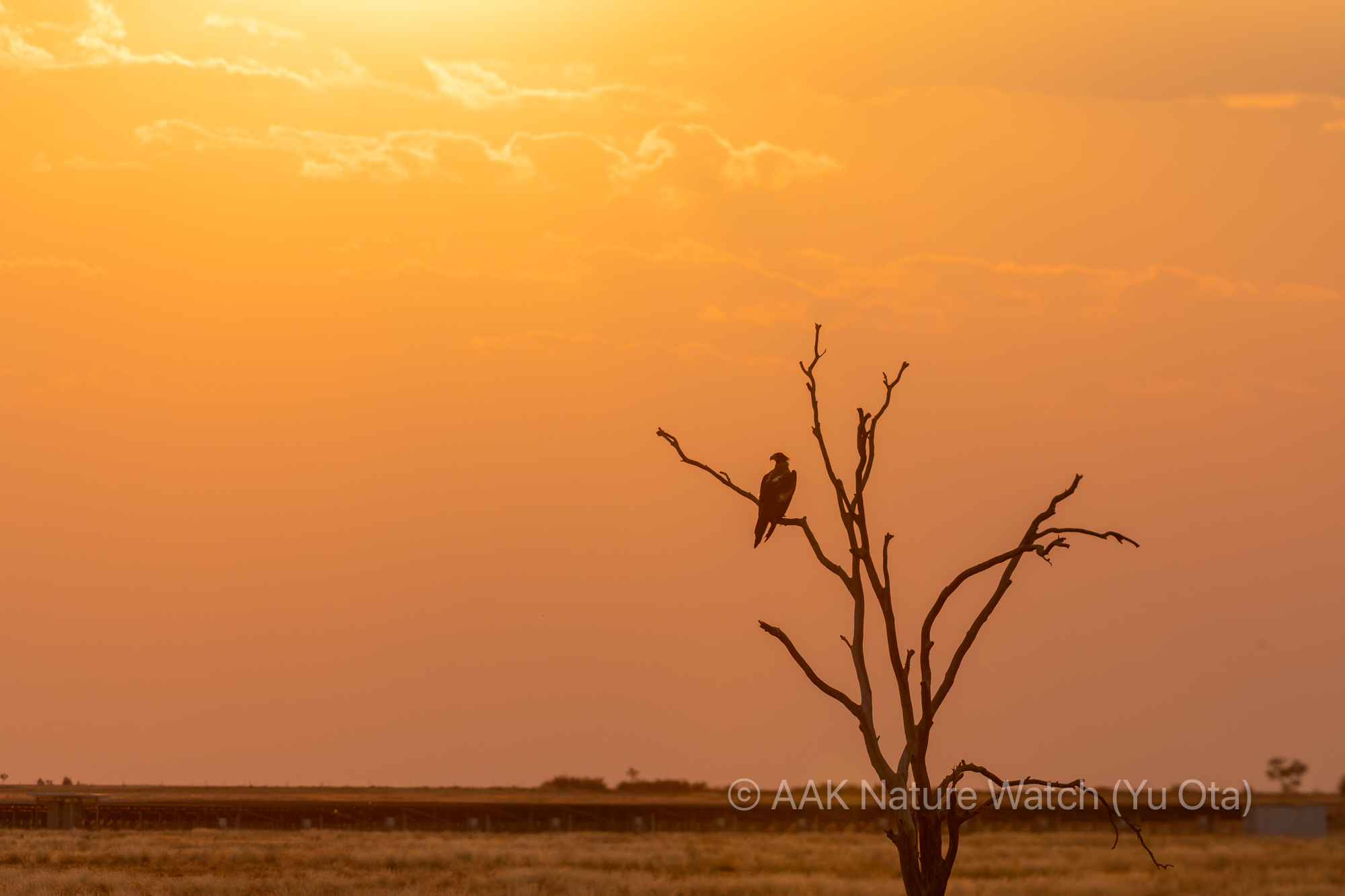 日没とオナガイヌワシ