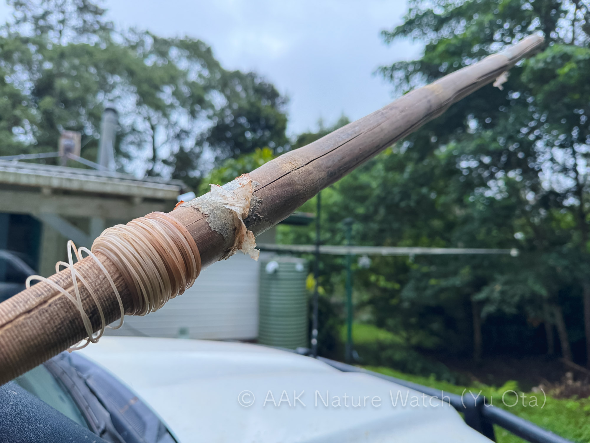 トレス海峡先住民の銛　