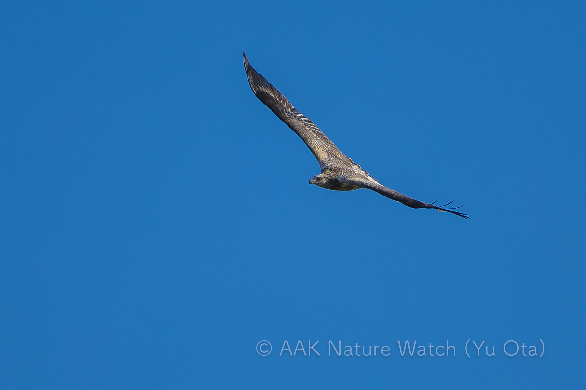 シロハラウミワシ