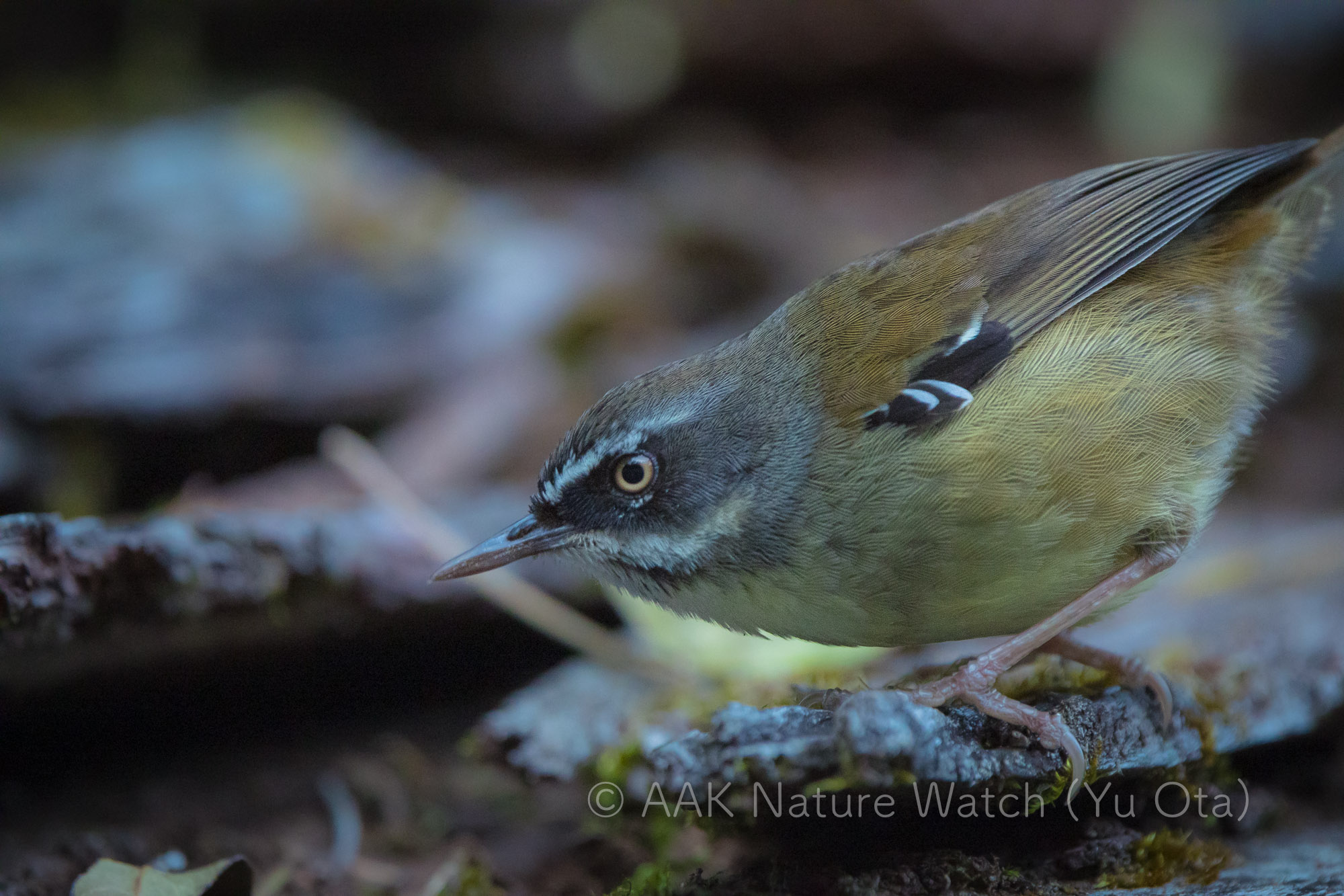 マミジロヤブムシクイ