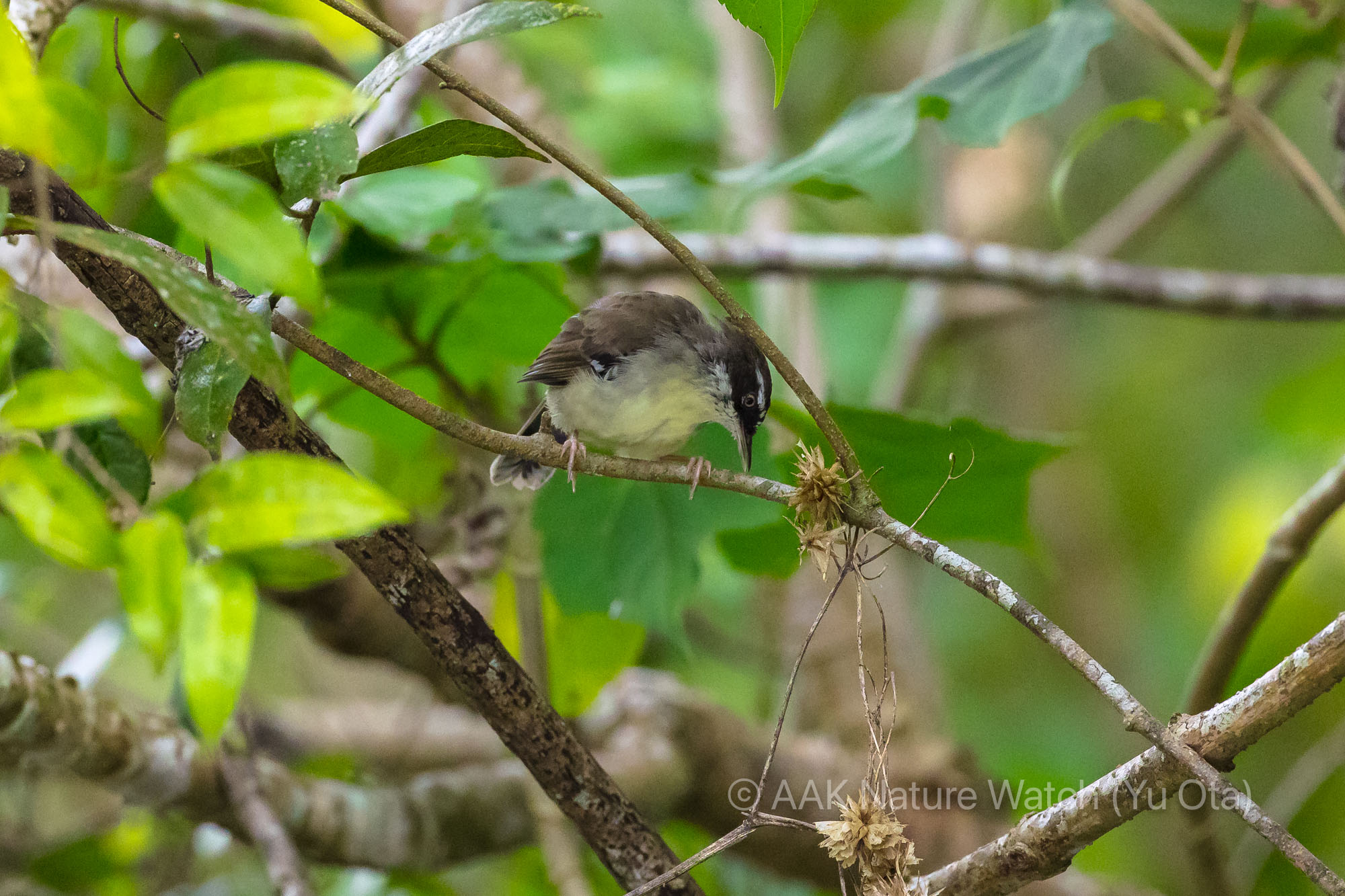マミジロヤブムシクイ