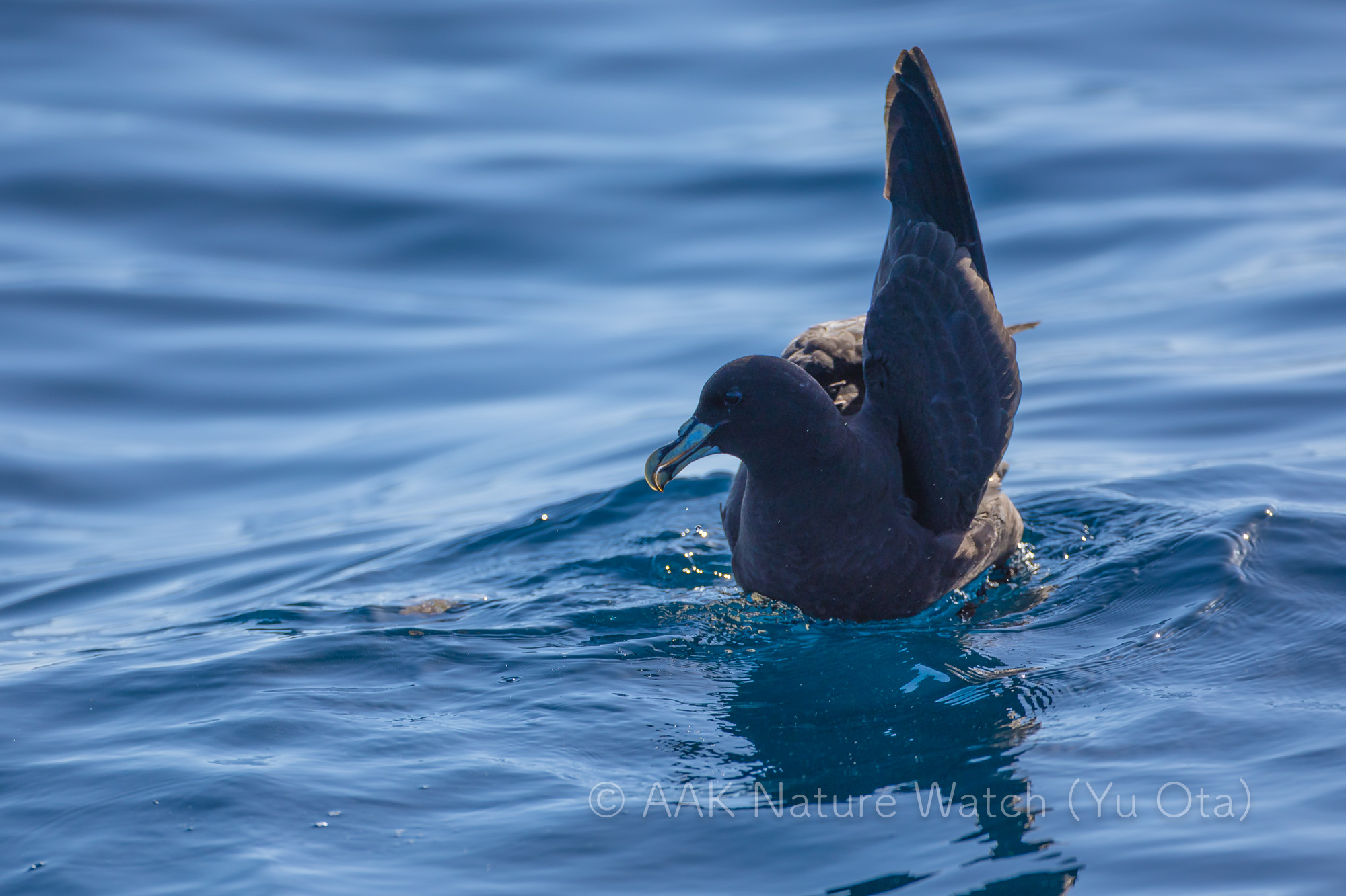 ノドジロクロミズナギドリ