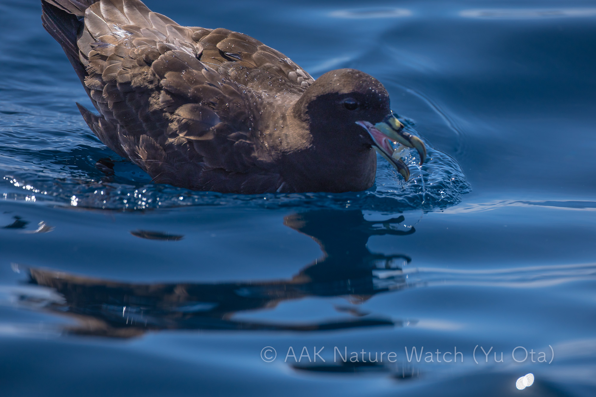 ノドジロクロミズナギドリ