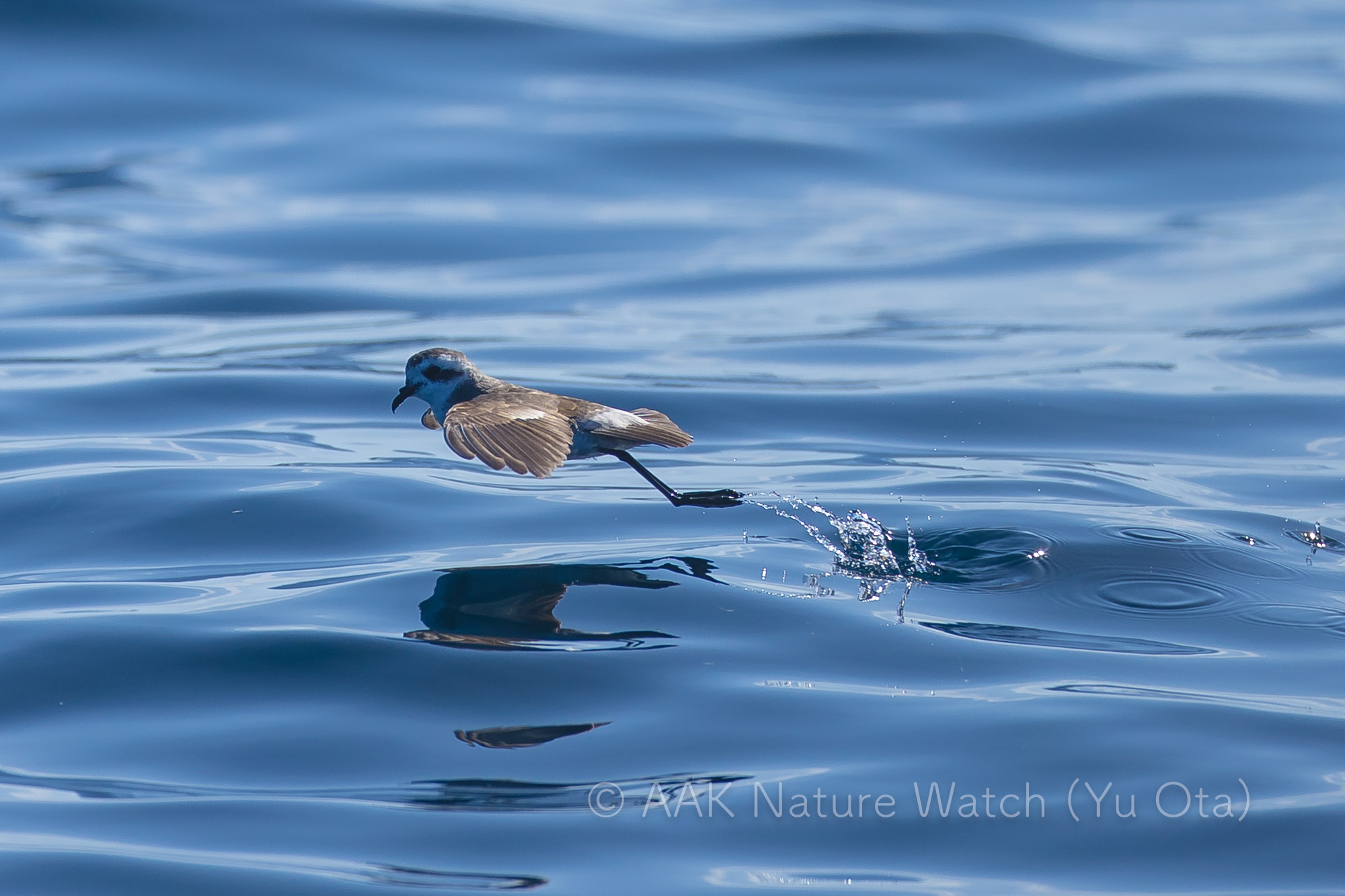 カオジロウミツバメ