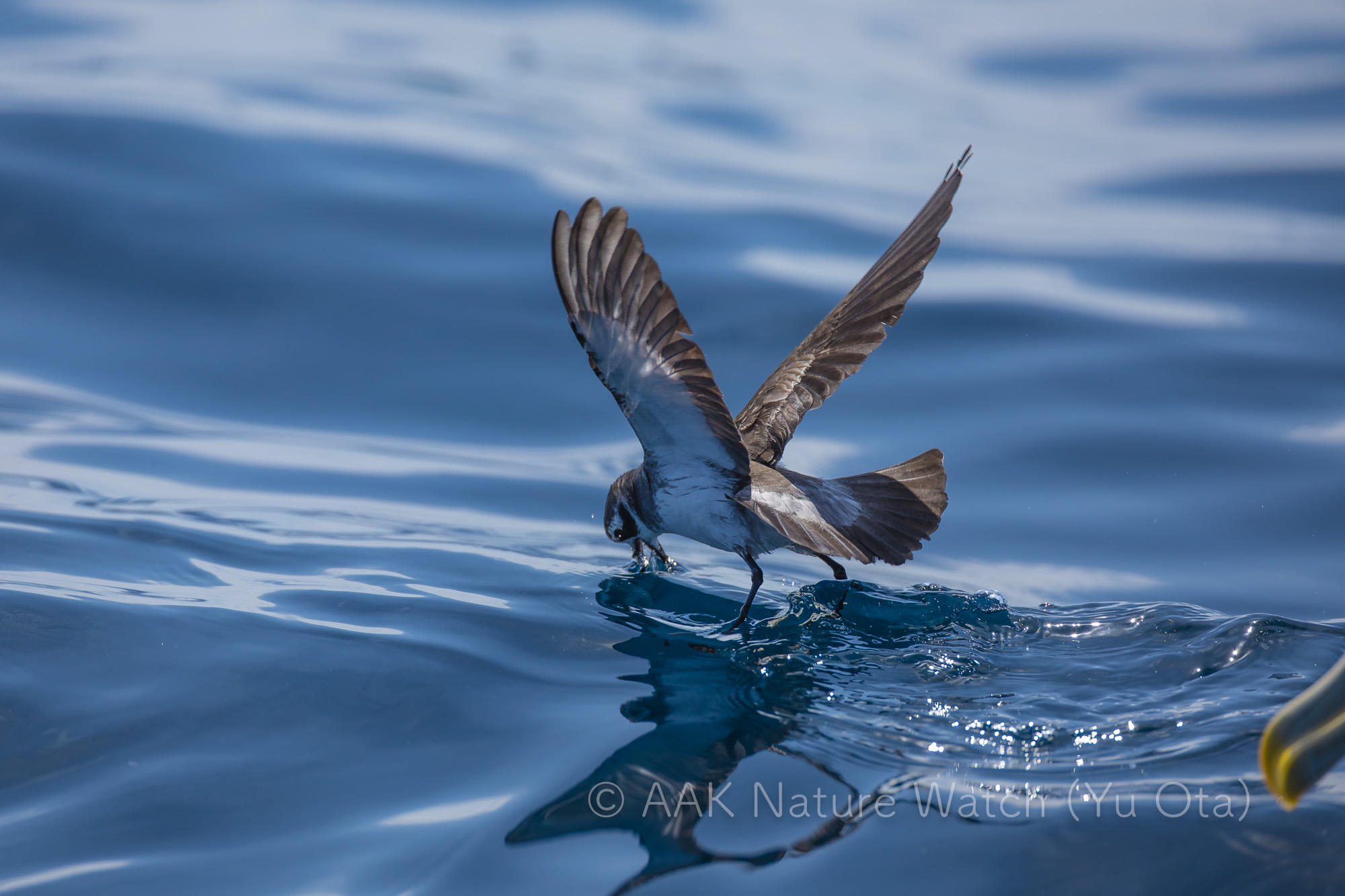 カオジロウミツバメ